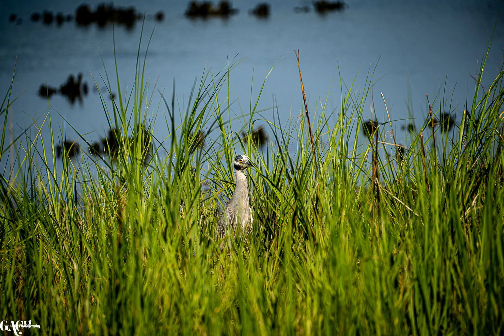 A bird standing among green grass near a body of water.