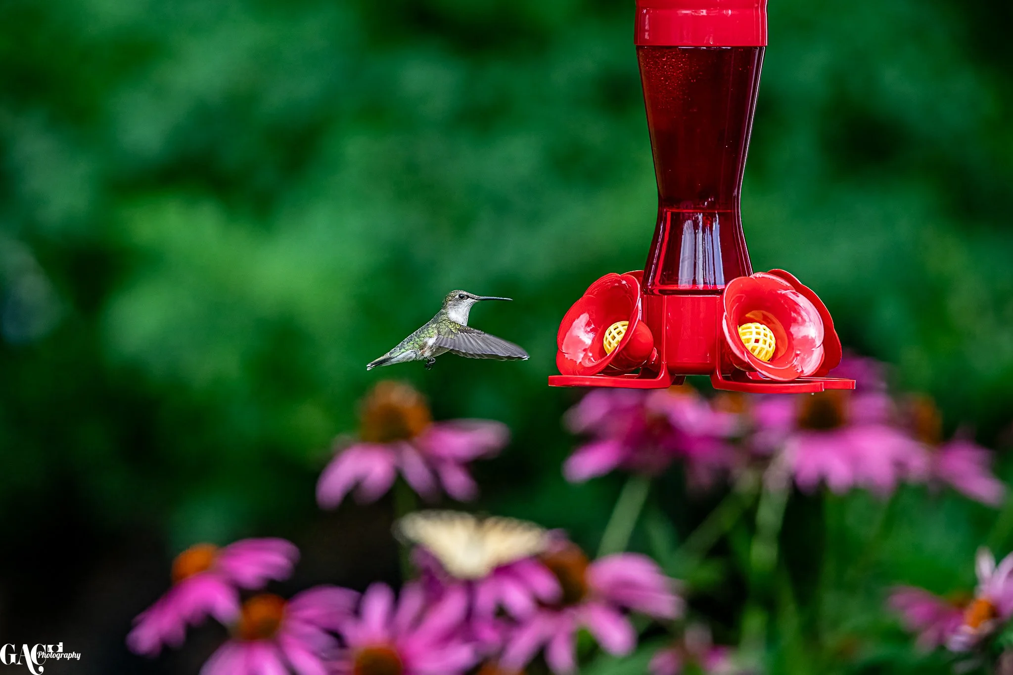 Hummingbird flying near a red hummingbird feeder with pink flowers in the foreground and a green blurred background.
