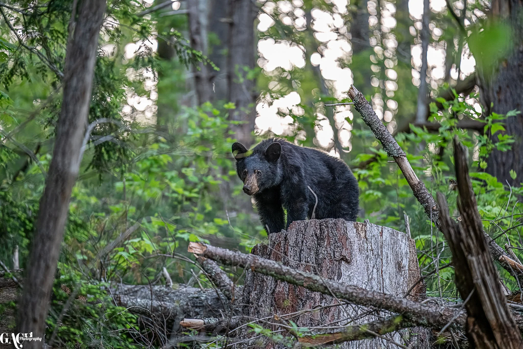 A black bear standing on a tree stump in a forest with green foliage.