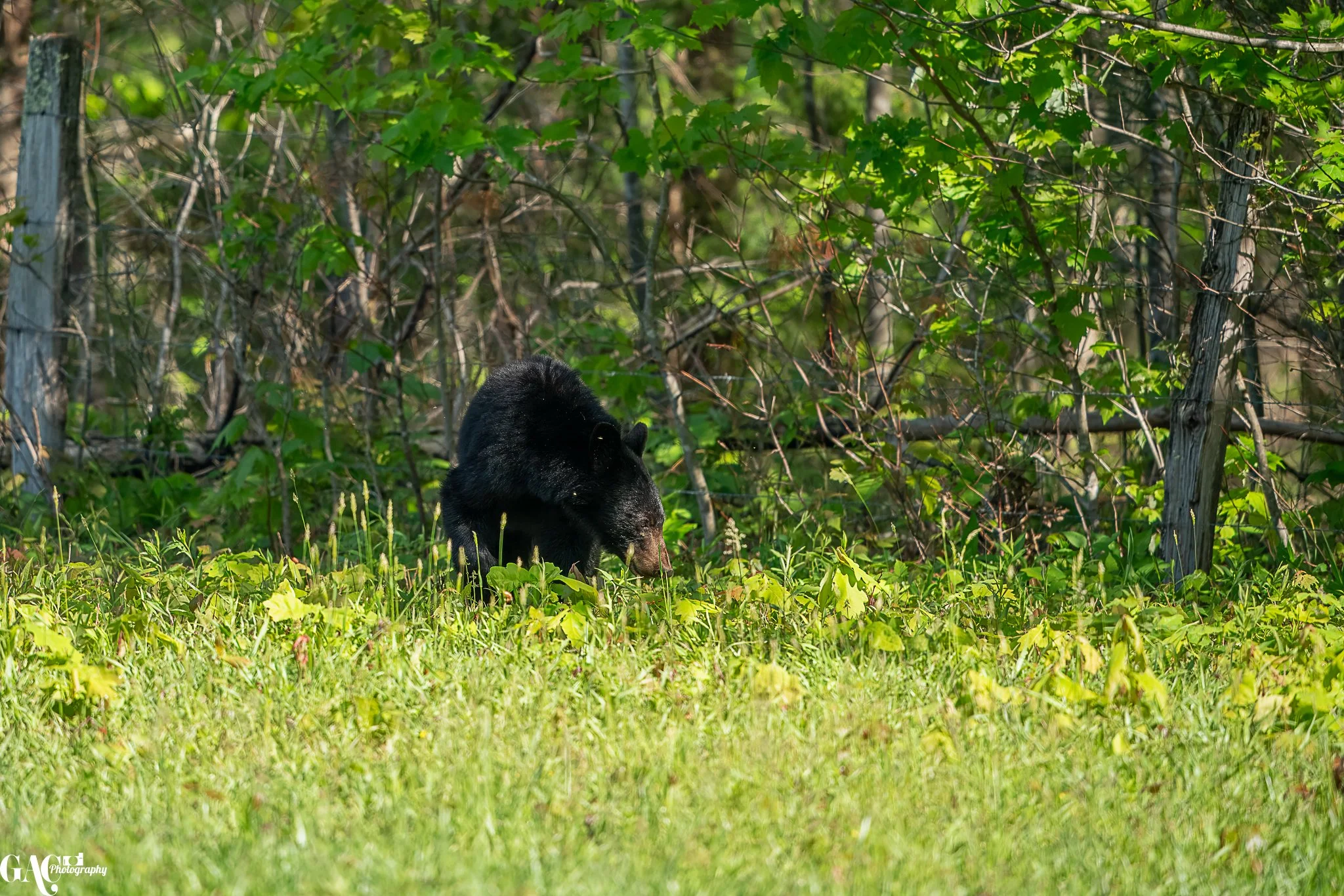 Black bear grazing in a green forest clearing with lush vegetation and trees in the background.