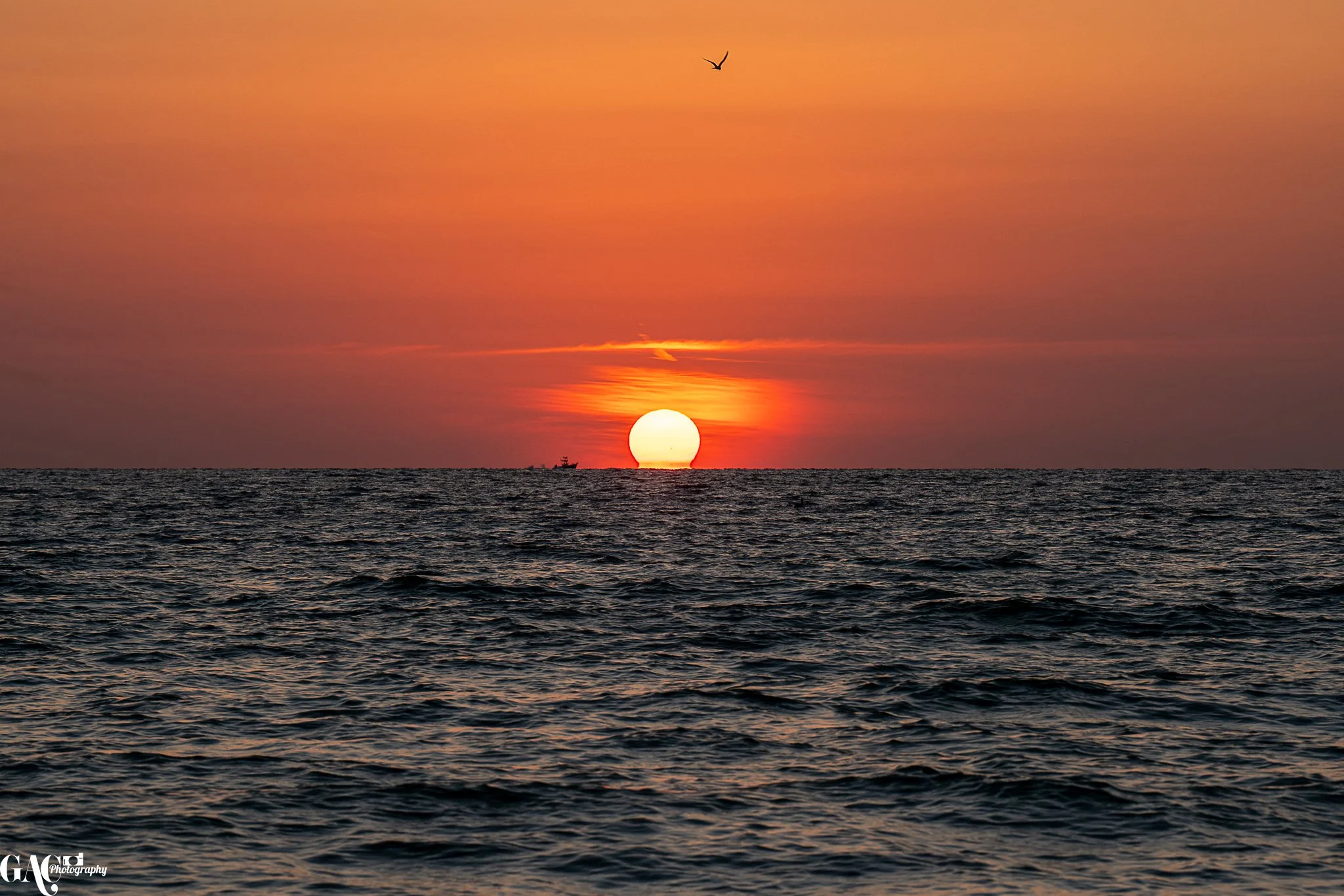 Sunset over the ocean with a bird flying in the sky