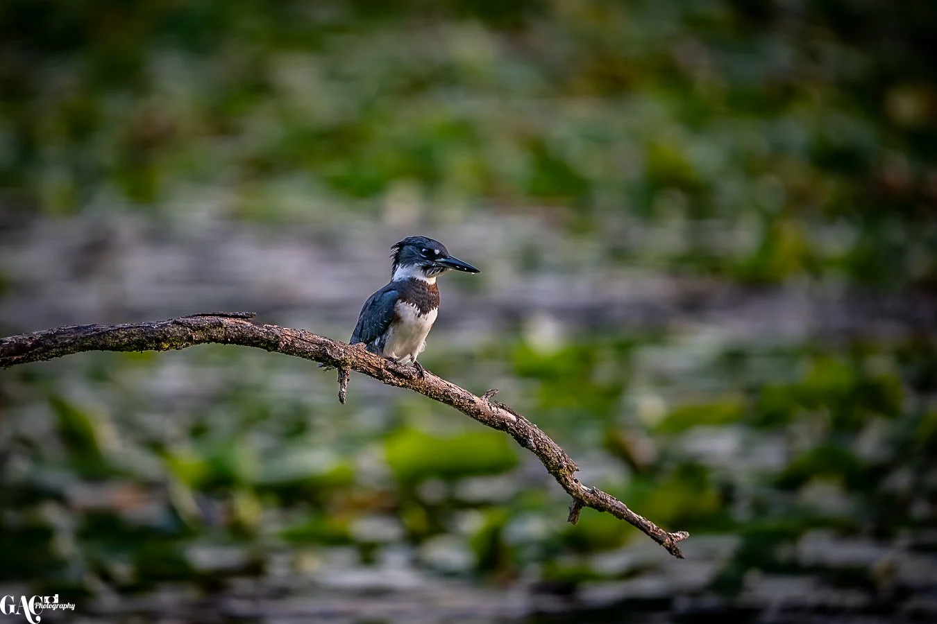 A bird perched on a branch over water with green foliage in the background.