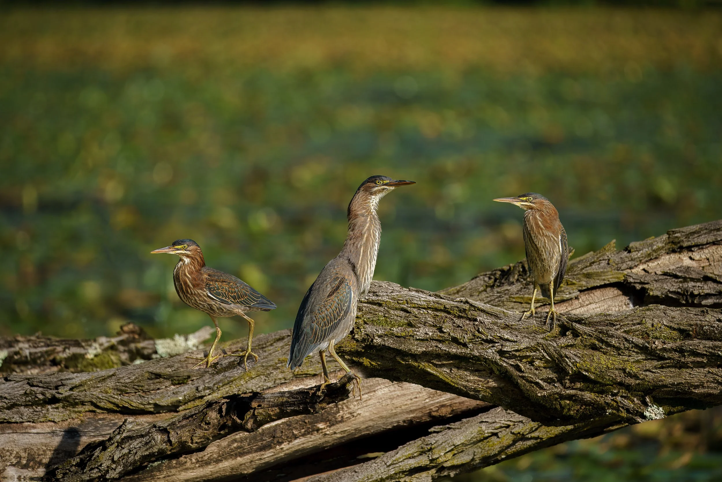 Three herons perched on a fallen log near water.