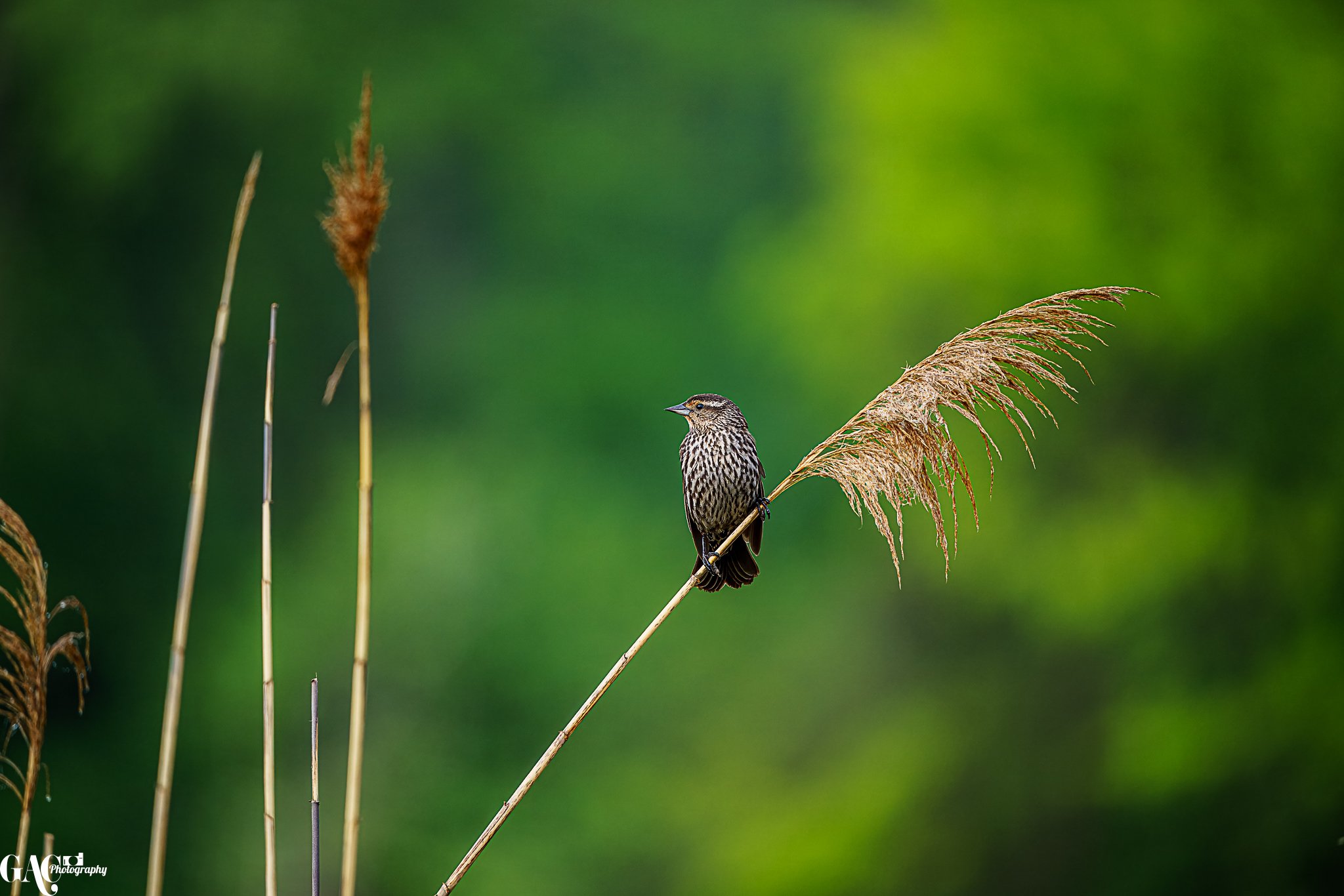 Bird perched on tall grass reed against blurred green background.