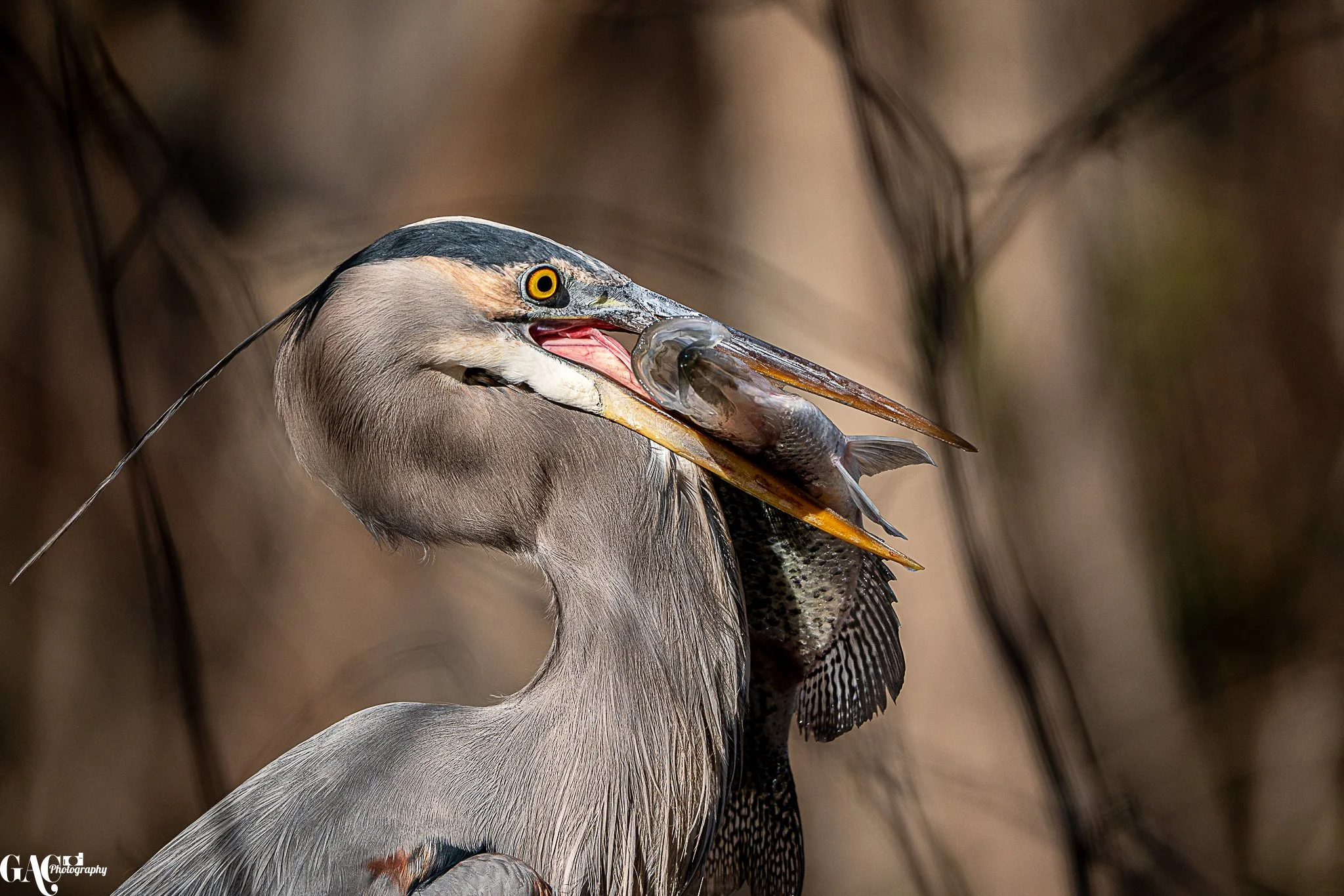Great Blue Heron with Breakfast