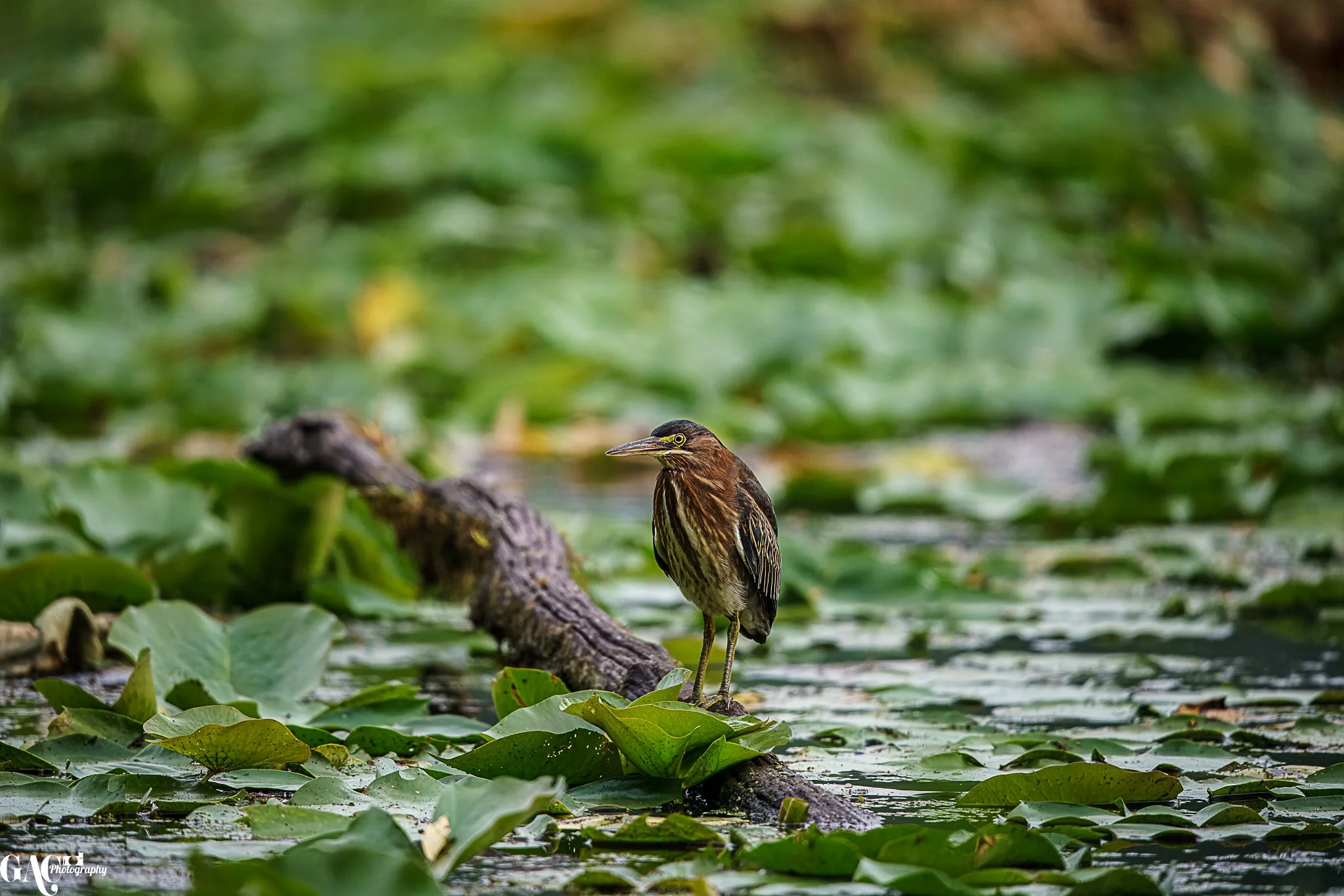 A bird standing on a fallen log surrounded by lily pads and water.