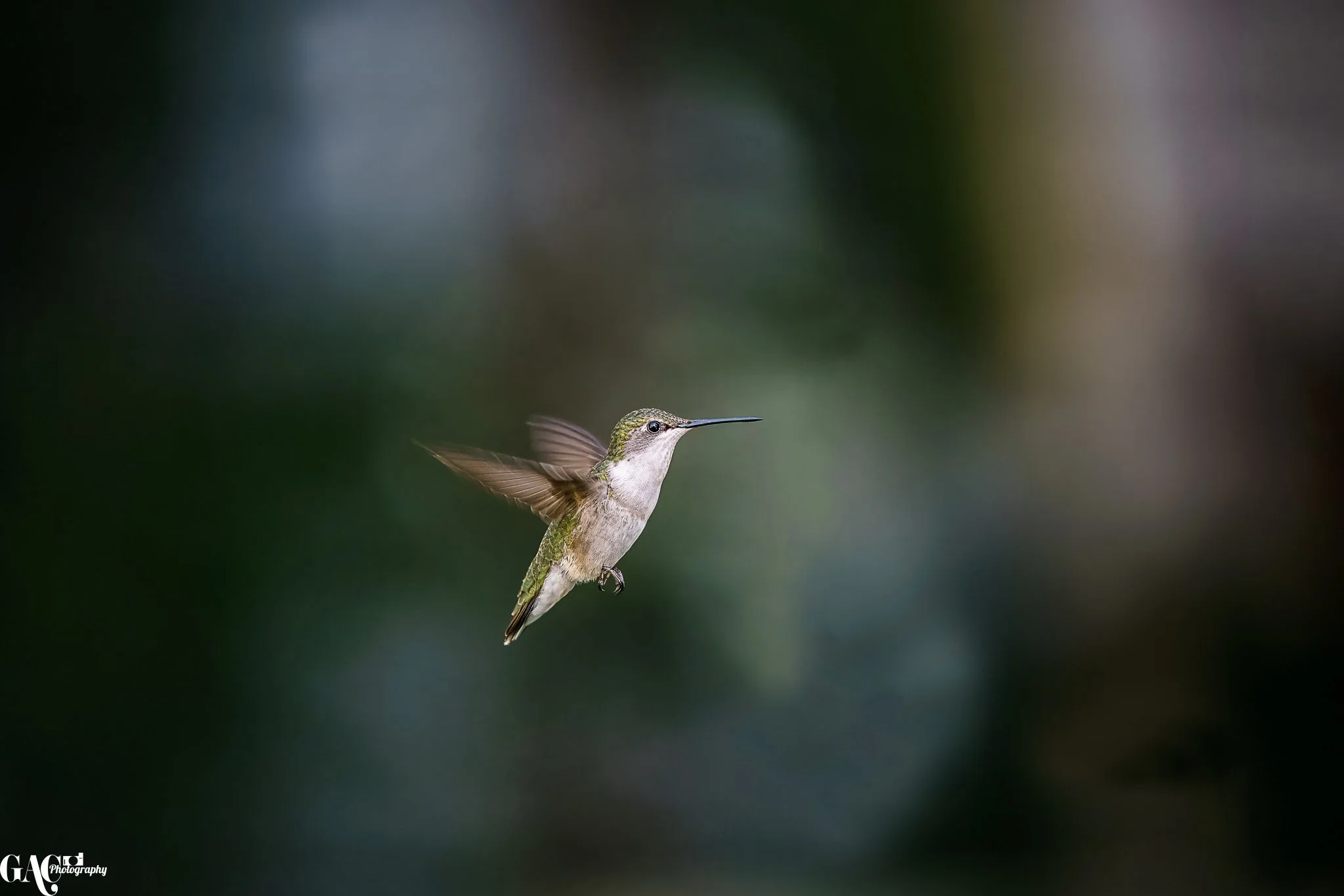 A hummingbird flying against a blurred green and brown background.