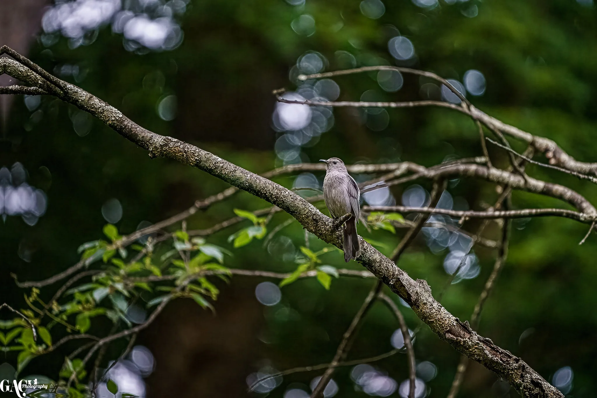 A gray bird perched on a tree branch in a forest with a blurred green background and bokeh light spots.