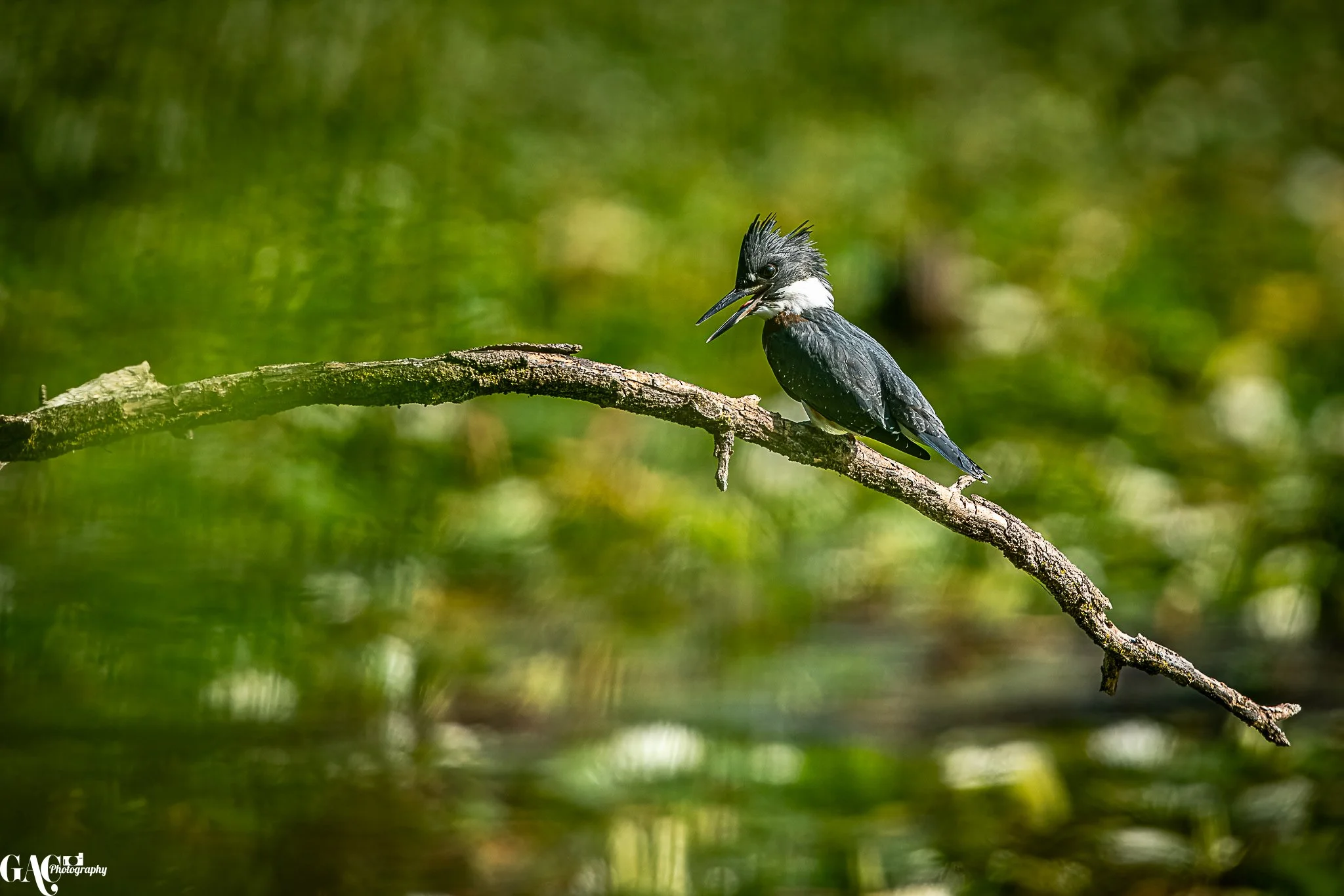 A woodpecker perched on a thin, curved tree branch near a body of water, with a blurred green forest background.