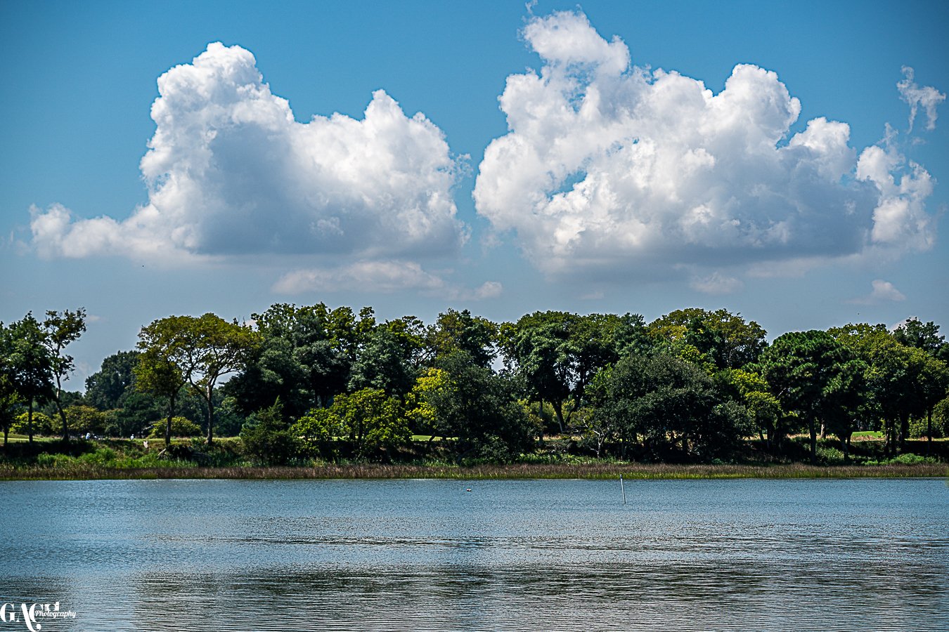 A calm lake with a forested shoreline and tall trees under a blue sky with fluffy white clouds.