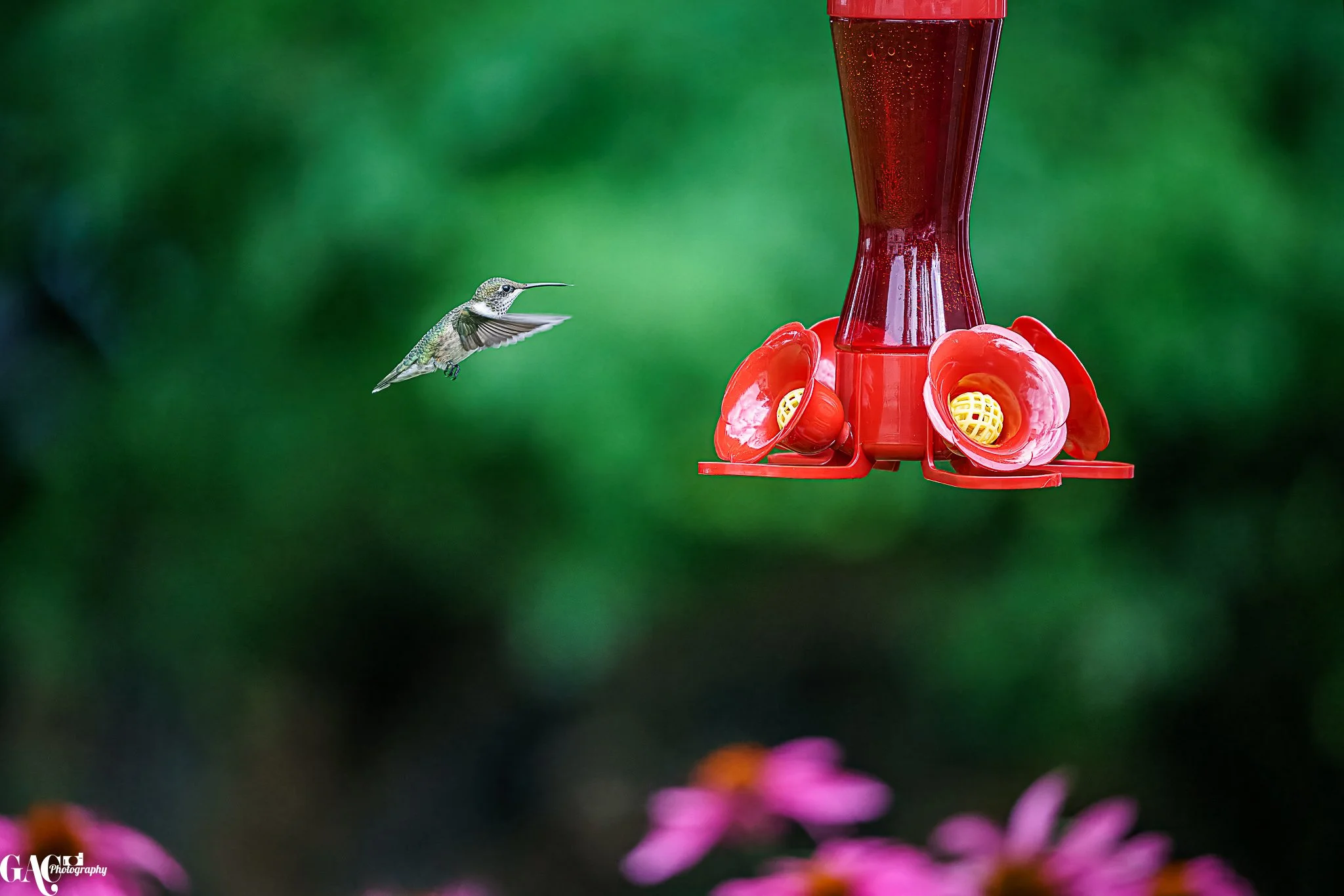 Hummingbird approaching a red hummingbird feeder against a green blurred background with pink flowers at the bottom.
