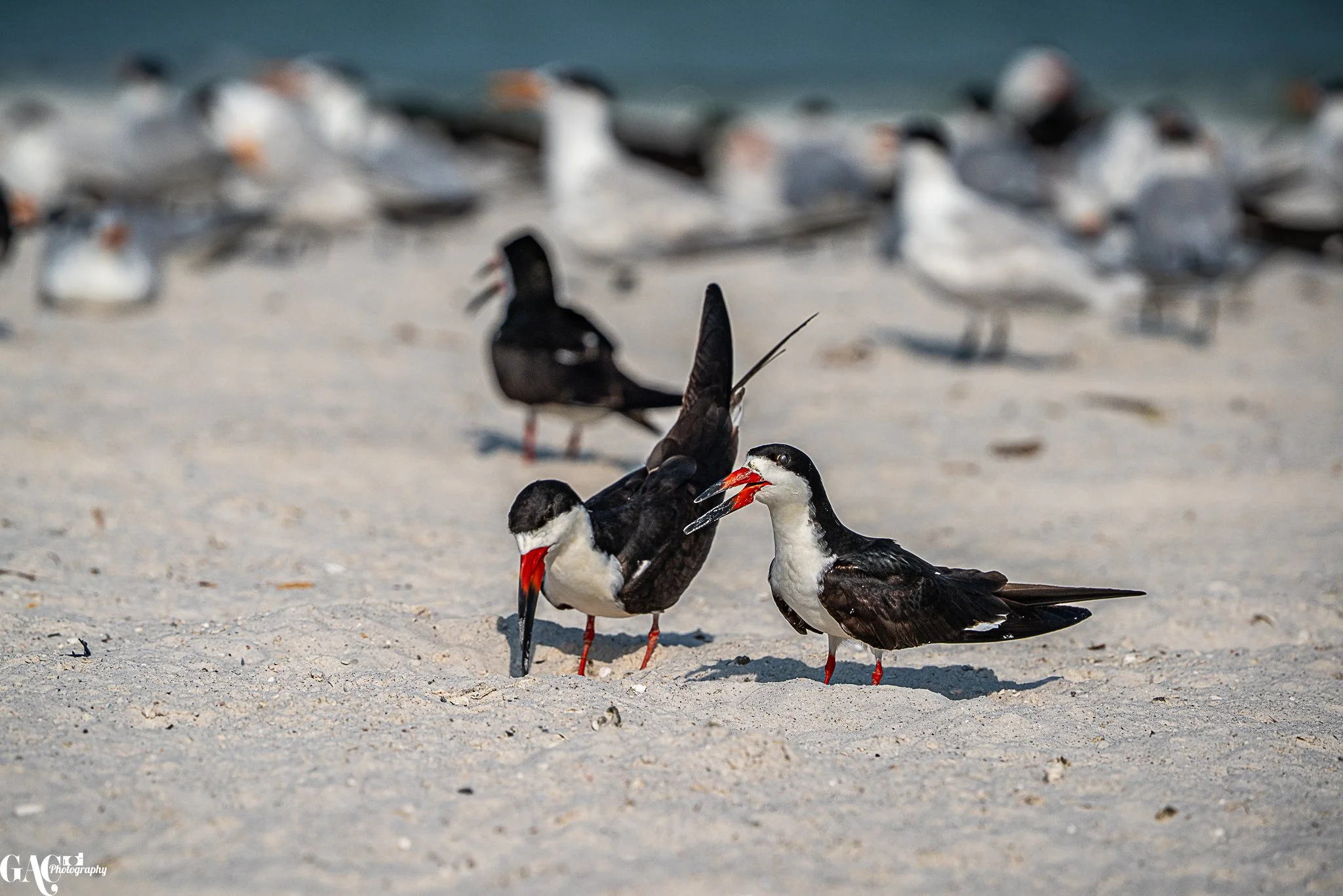 Two black skimmers with red beaks and legs on a sandy beach, surrounded by other seabirds, with a blurred background.