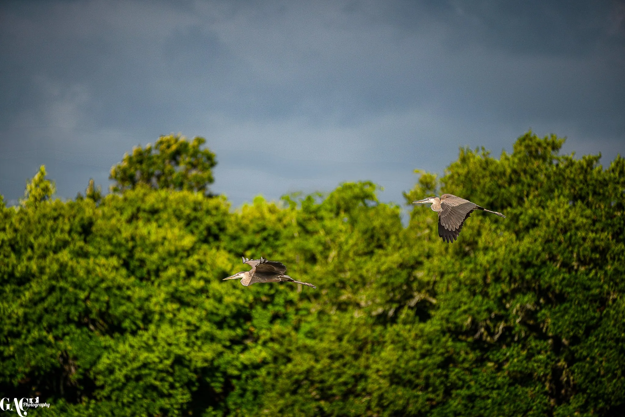 Herons In Flight