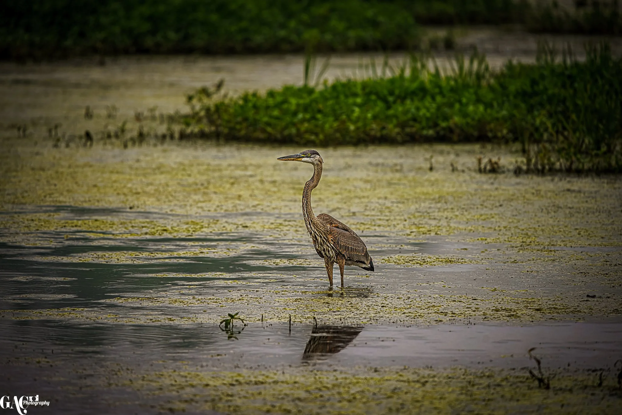 A heron standing in shallow water with green vegetation in the background
