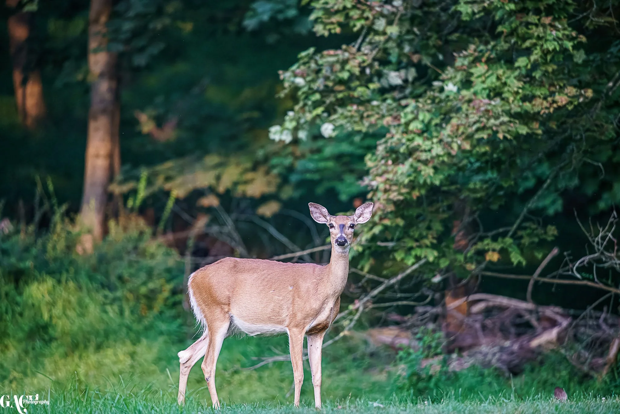 A young deer standing on green grass in front of a dense forest with trees and foliage.
