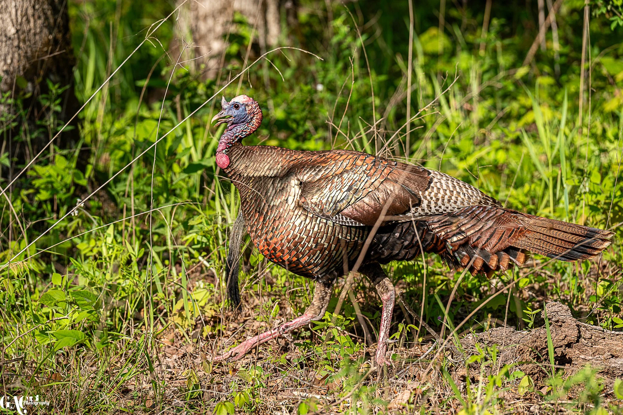 A wild turkey walking through a forested area with green foliage.