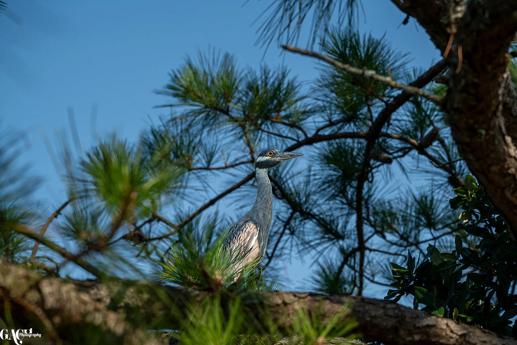 A heron perched on a branch of a pine tree against a blue sky.
