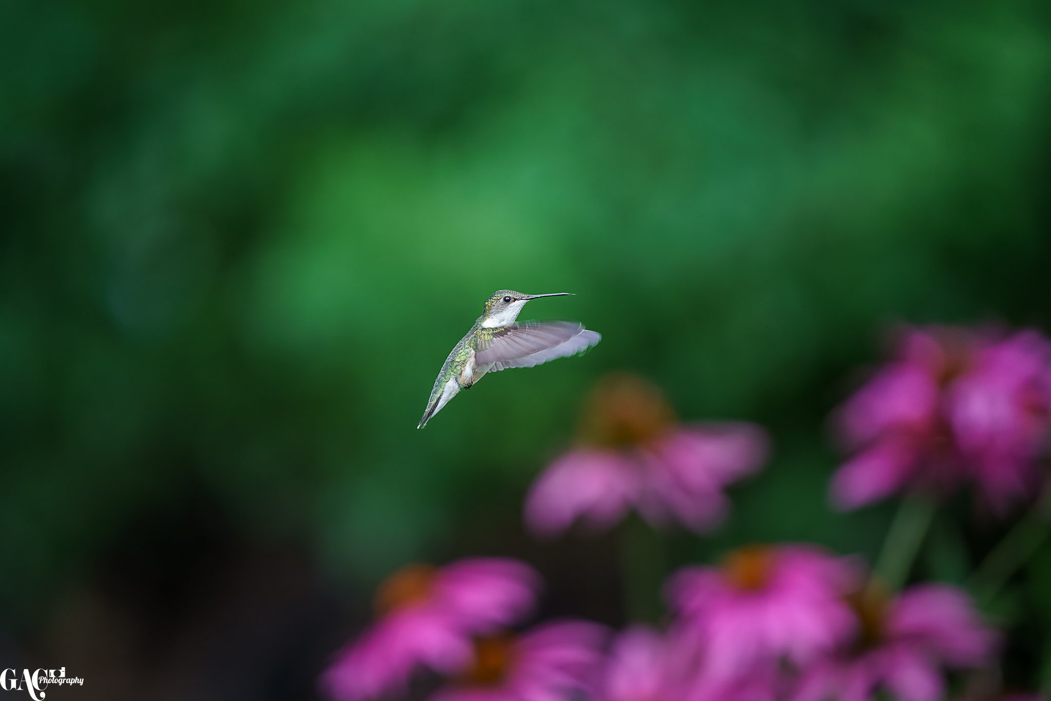 A hummingbird hovering in mid-air near pink flowers with a blurred green background.