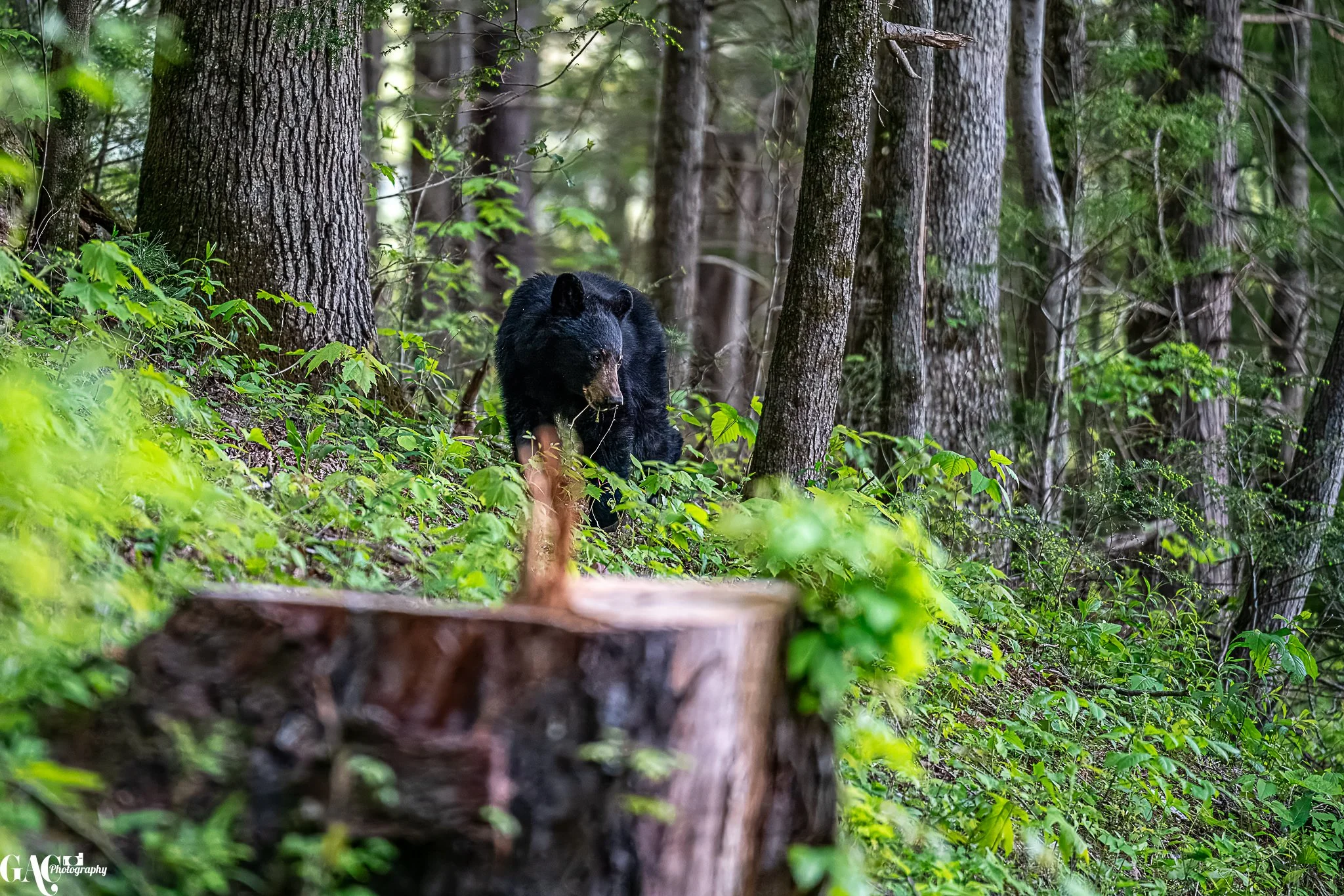Black bear walking in a lush green forest with trees and foliage.