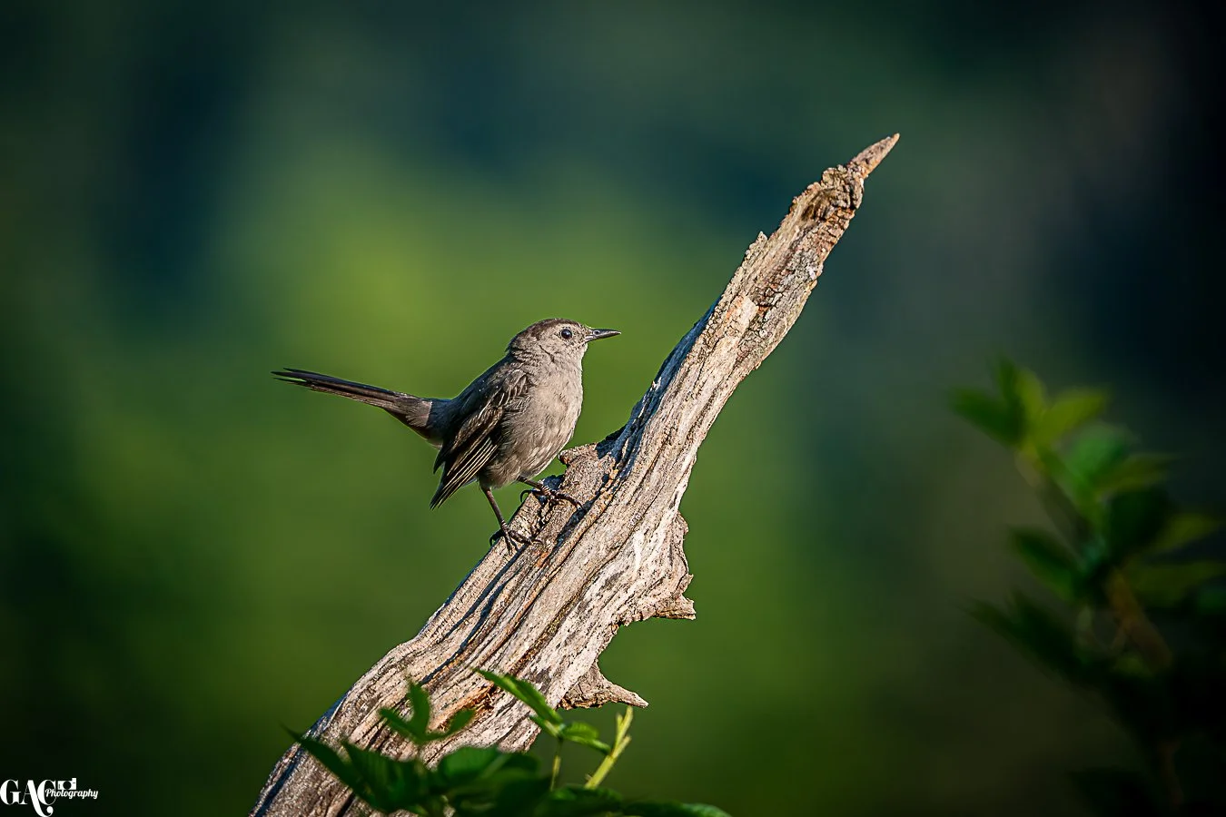 Small brown bird perched on a weathered, diagonal tree branch with a blurred green background.