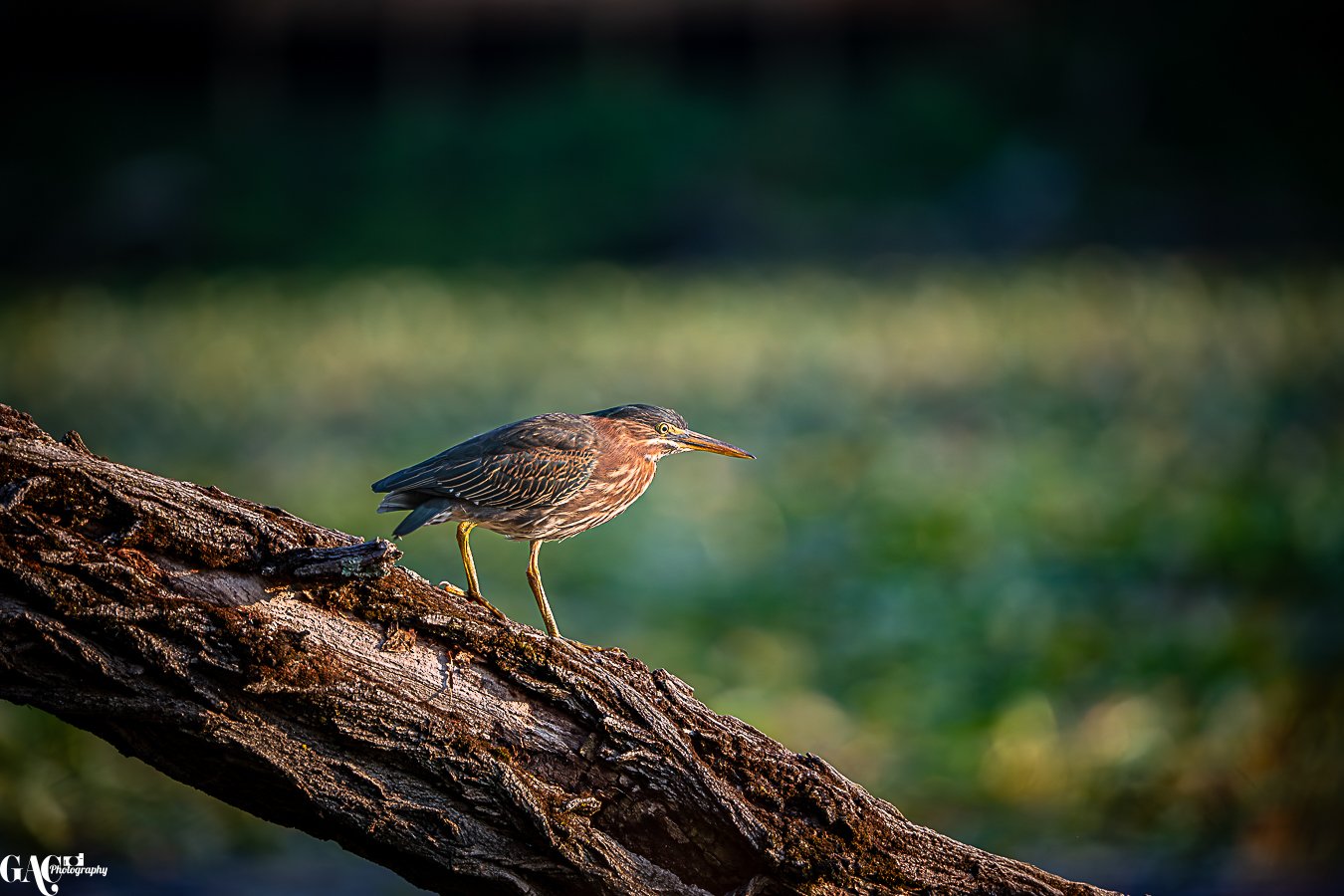 A bird standing on a wet, dark, fallen tree branch with a blurred green background.