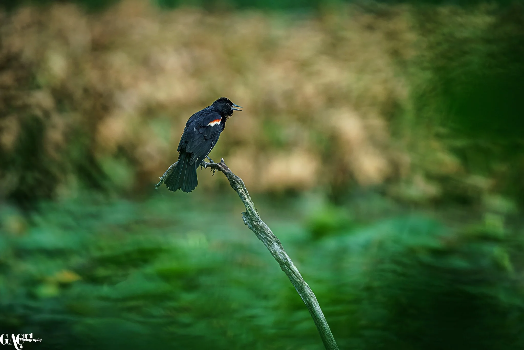 A black bird with orange markings perching on a thin, curved tree branch in a natural, green setting.