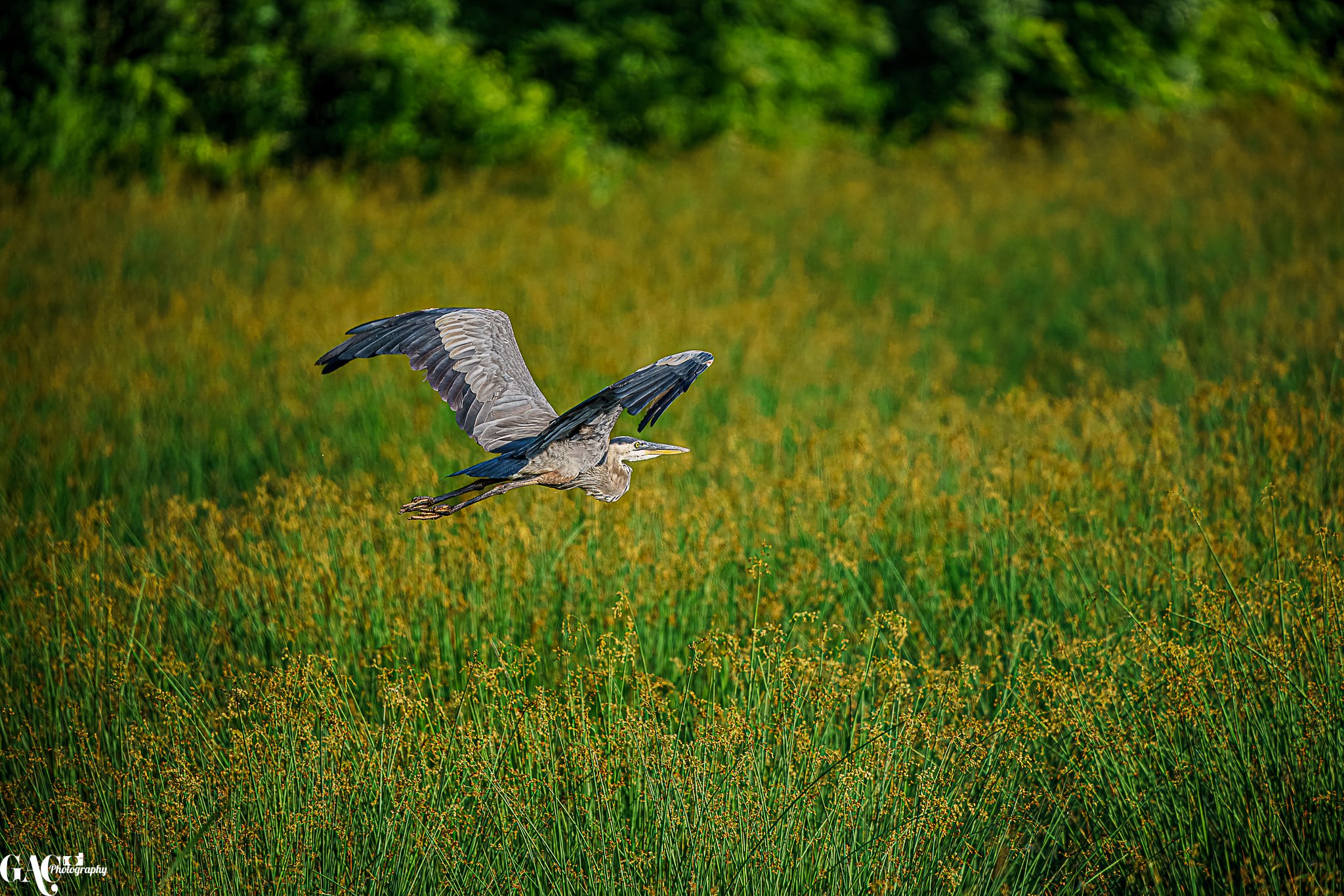 A heron flying low over a field of tall grass with trees in the background.