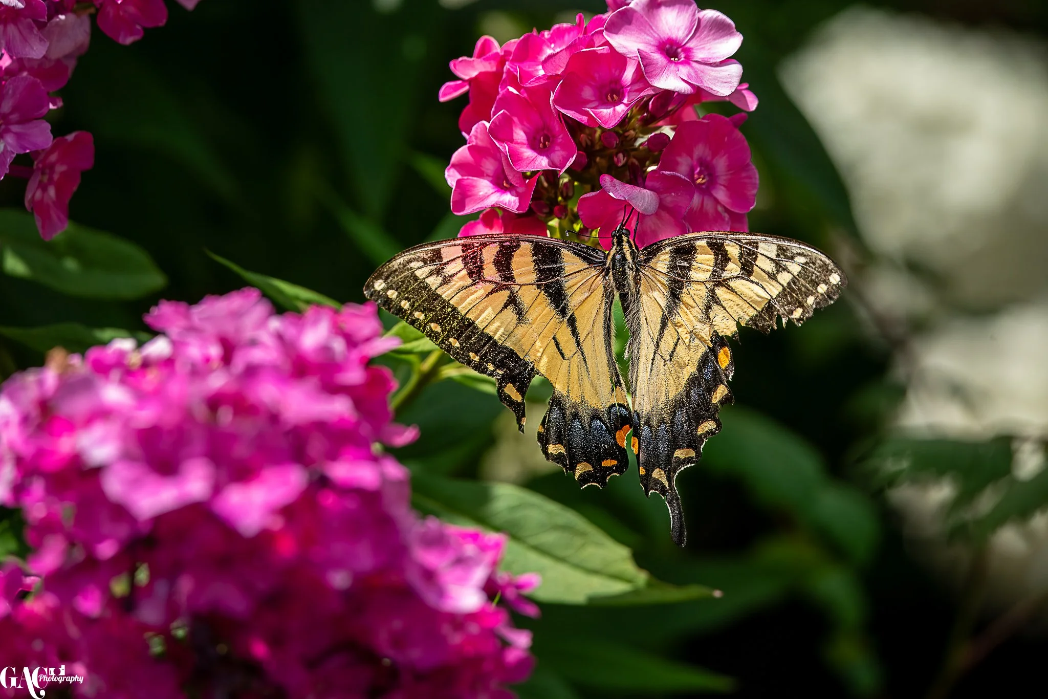 A butterfly with yellow, black, and orange markings resting on pink flowers.