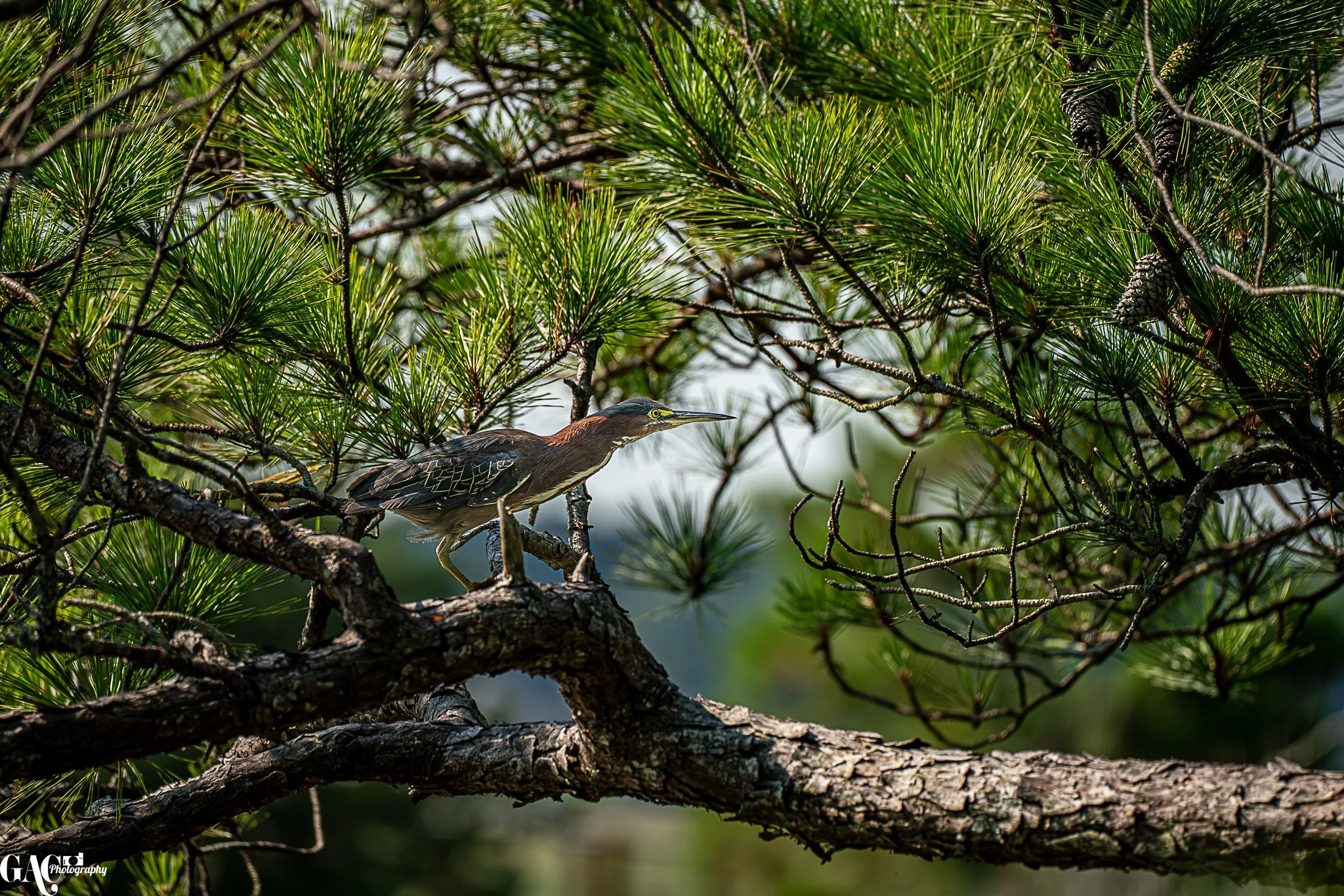 A heron perched on a tree branch surrounded by green pine needles.