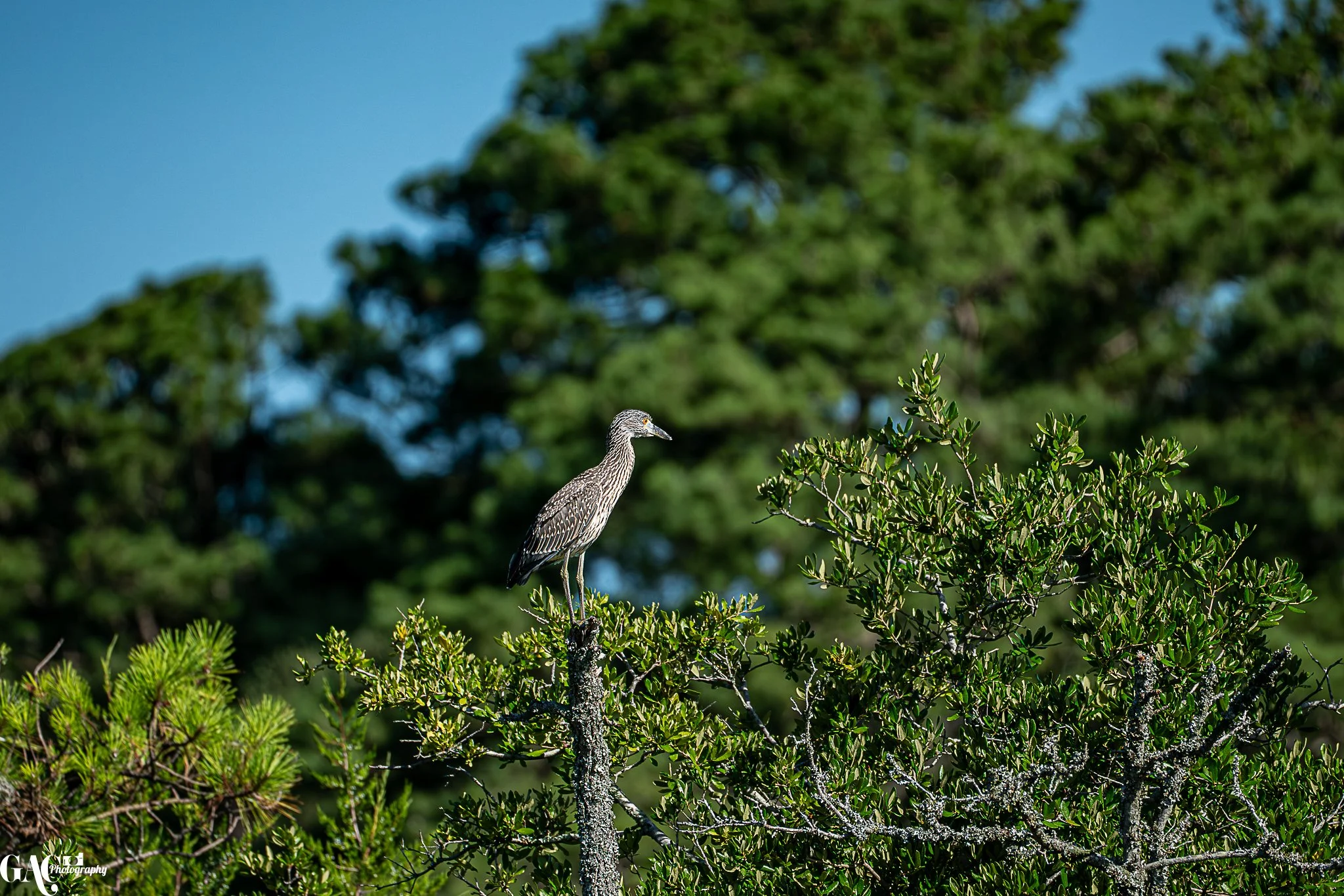A bird perched on a branch of a lush, green bush in a natural setting, with tall trees and a blue sky in the background.