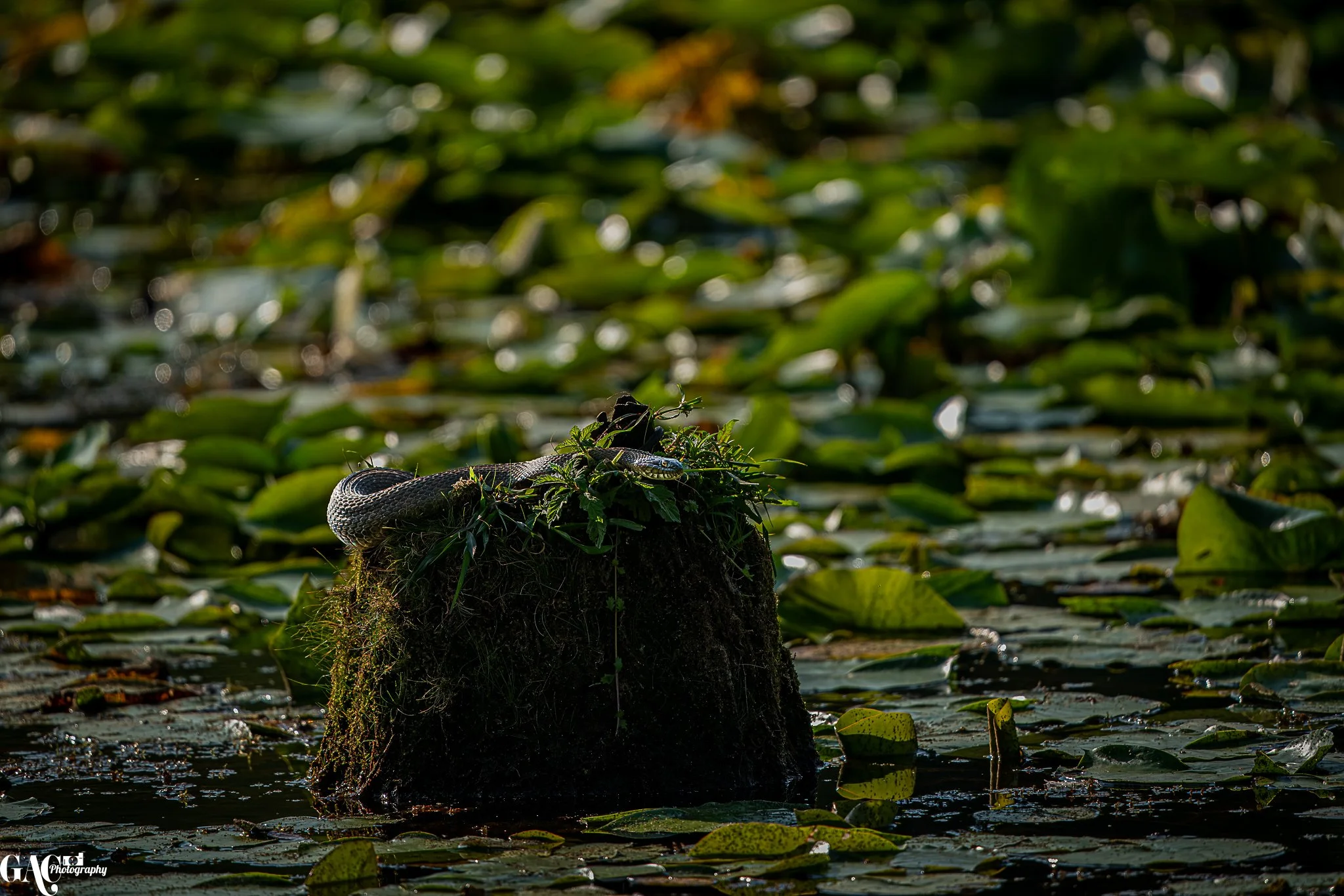 A snake resting on a moss-covered log surrounded by water and lily pads in a pond.