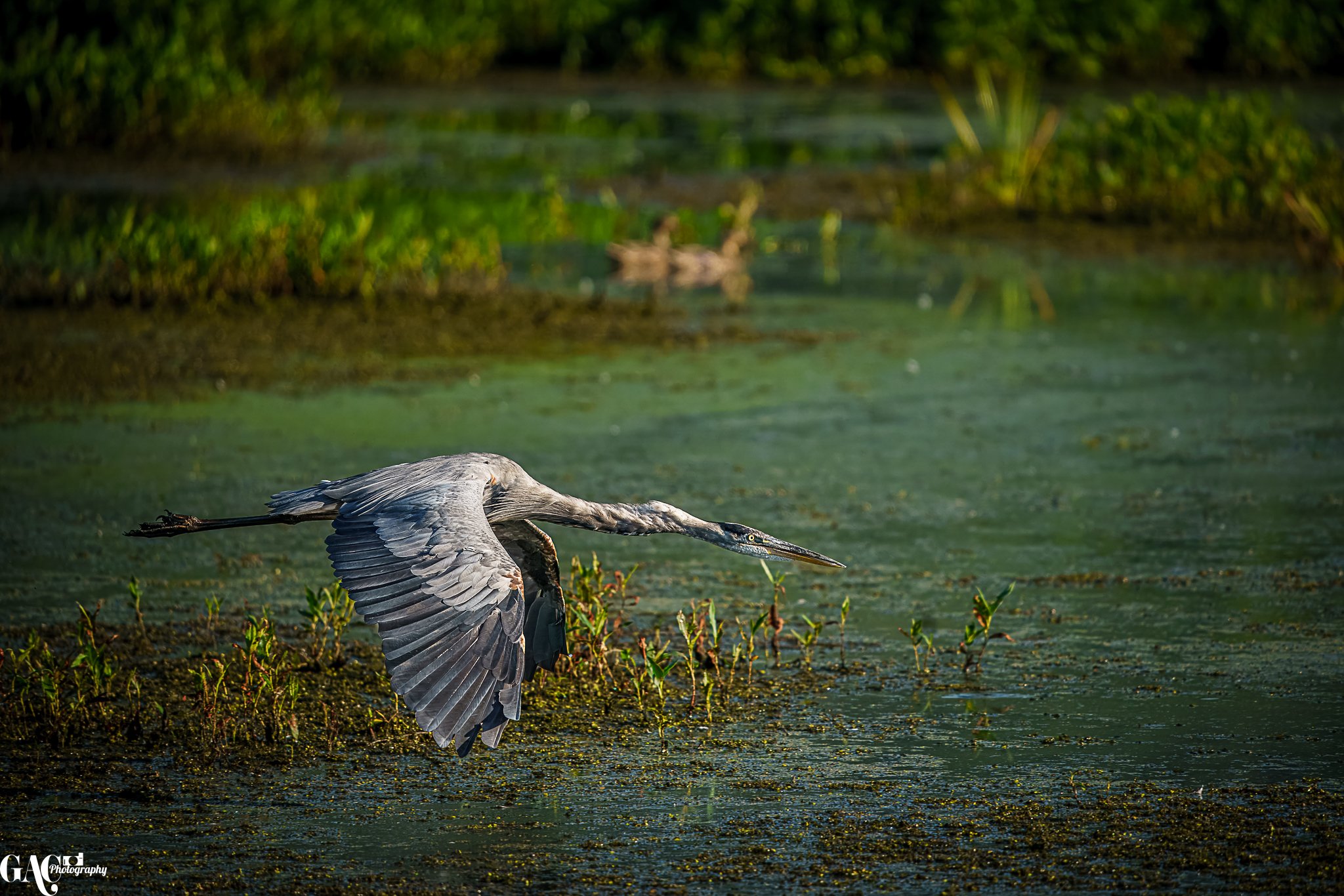 A heron flying low over a pond with green aquatic plants and reeds in the background.
