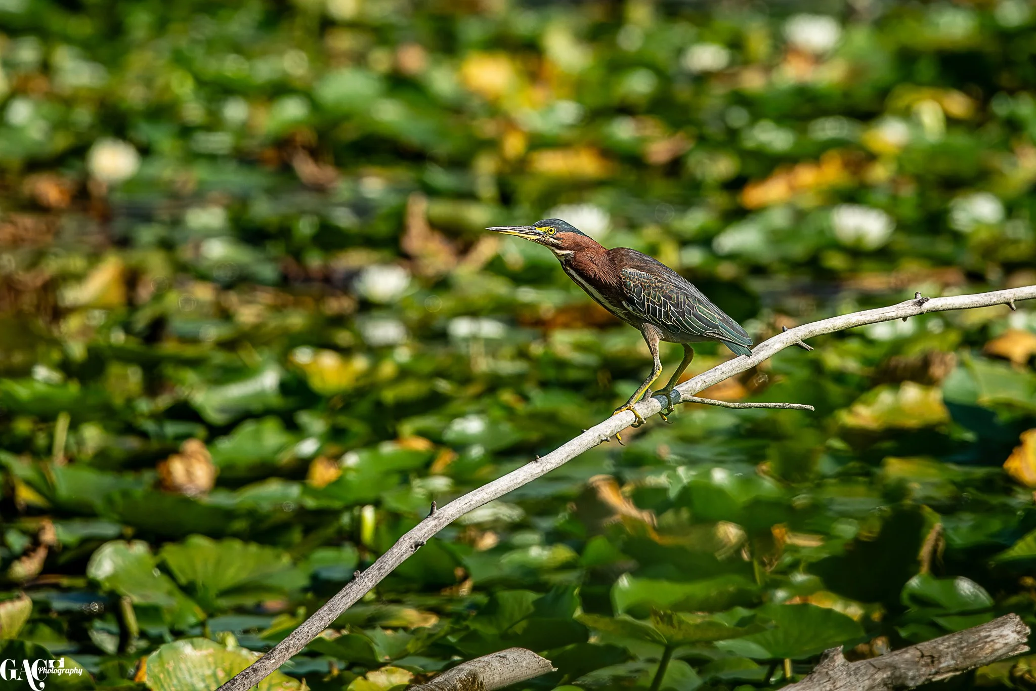 A heron perched on a branch above a pond covered with green lily pads