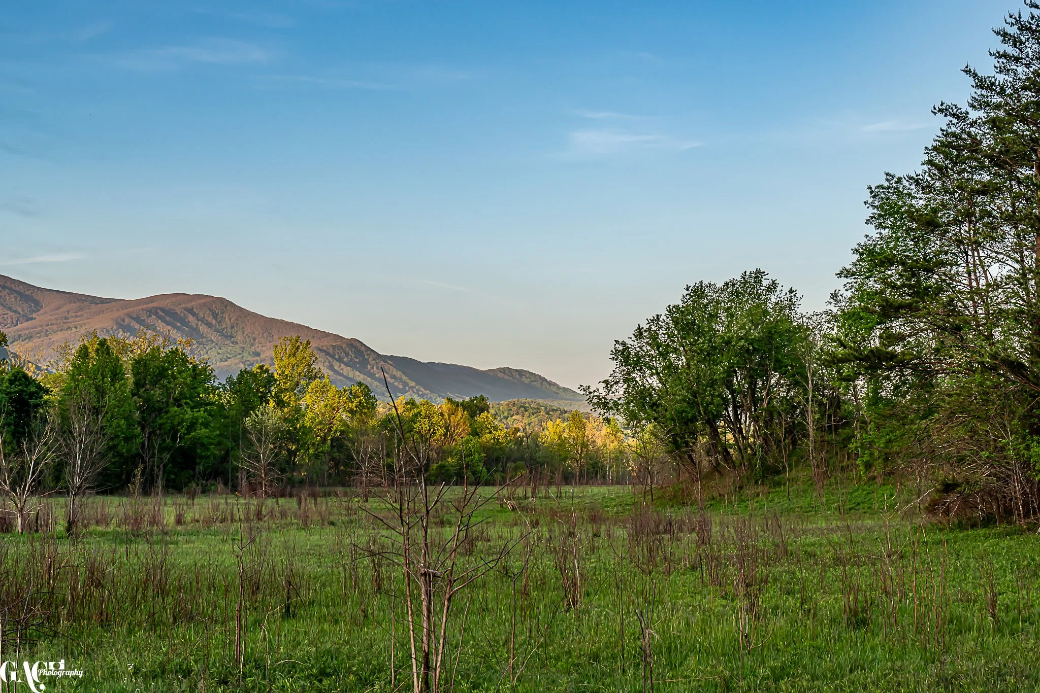Scenic view of a grassy field with sparse trees, surrounded by lush green forest and mountains under a clear blue sky.