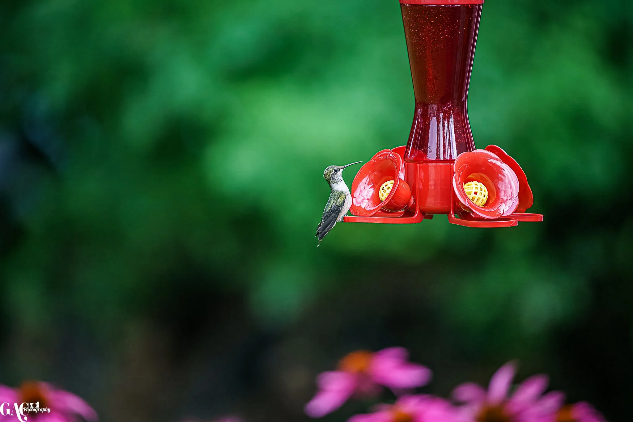 Hummingbird at a red feeder with pink flowers at the bottom and a green blurred background.