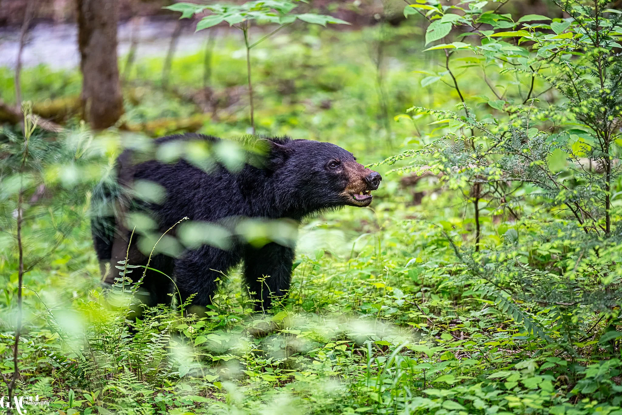 Black bear in a lush green forest setting, surrounded by trees and plants.
