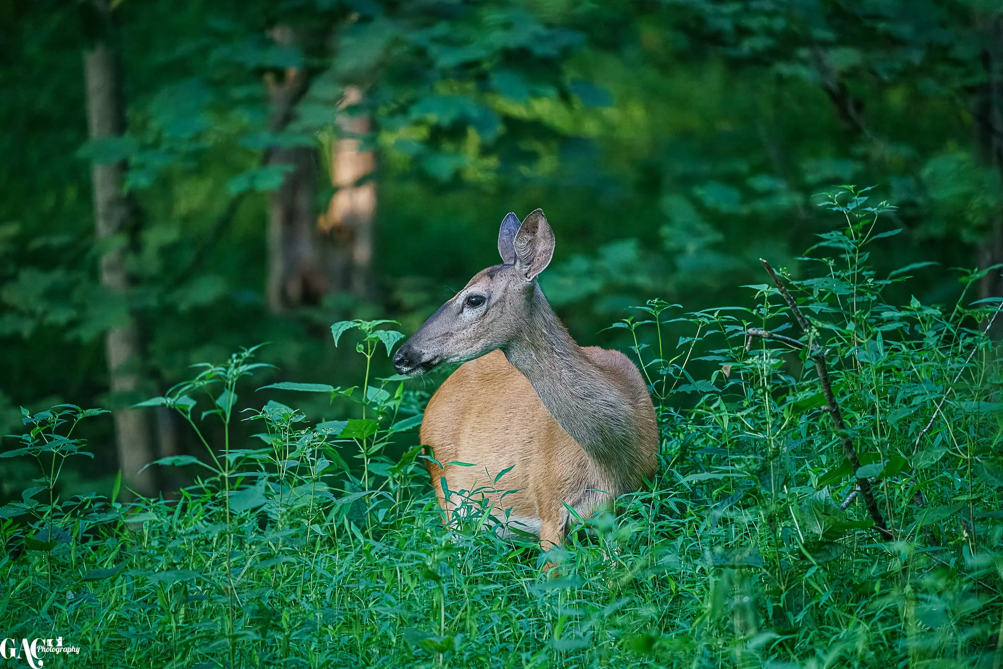 A deer standing among green plants in a forest.