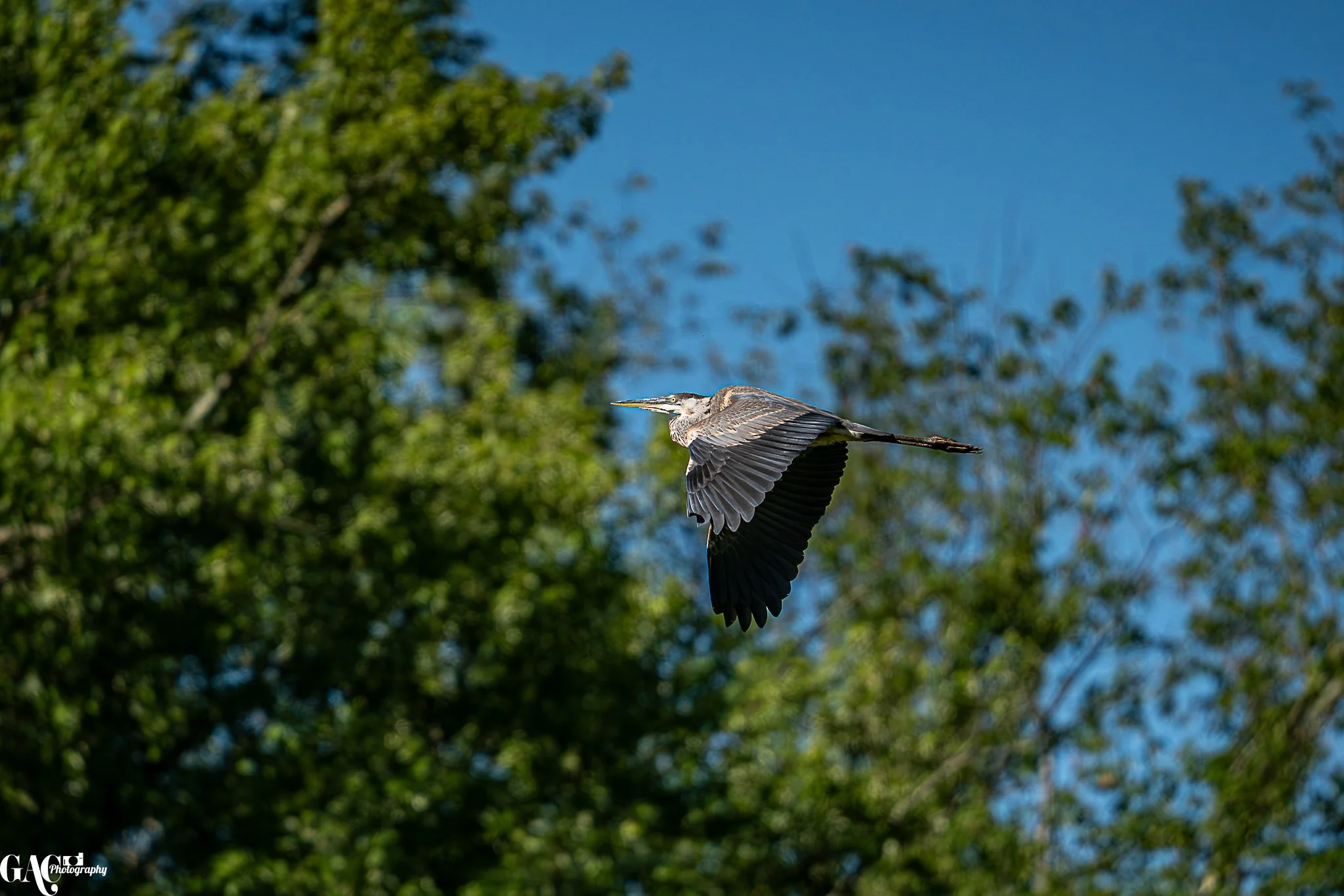 A heron flying in the sky with outstretched wings, green trees on the left and blue sky in the background.
