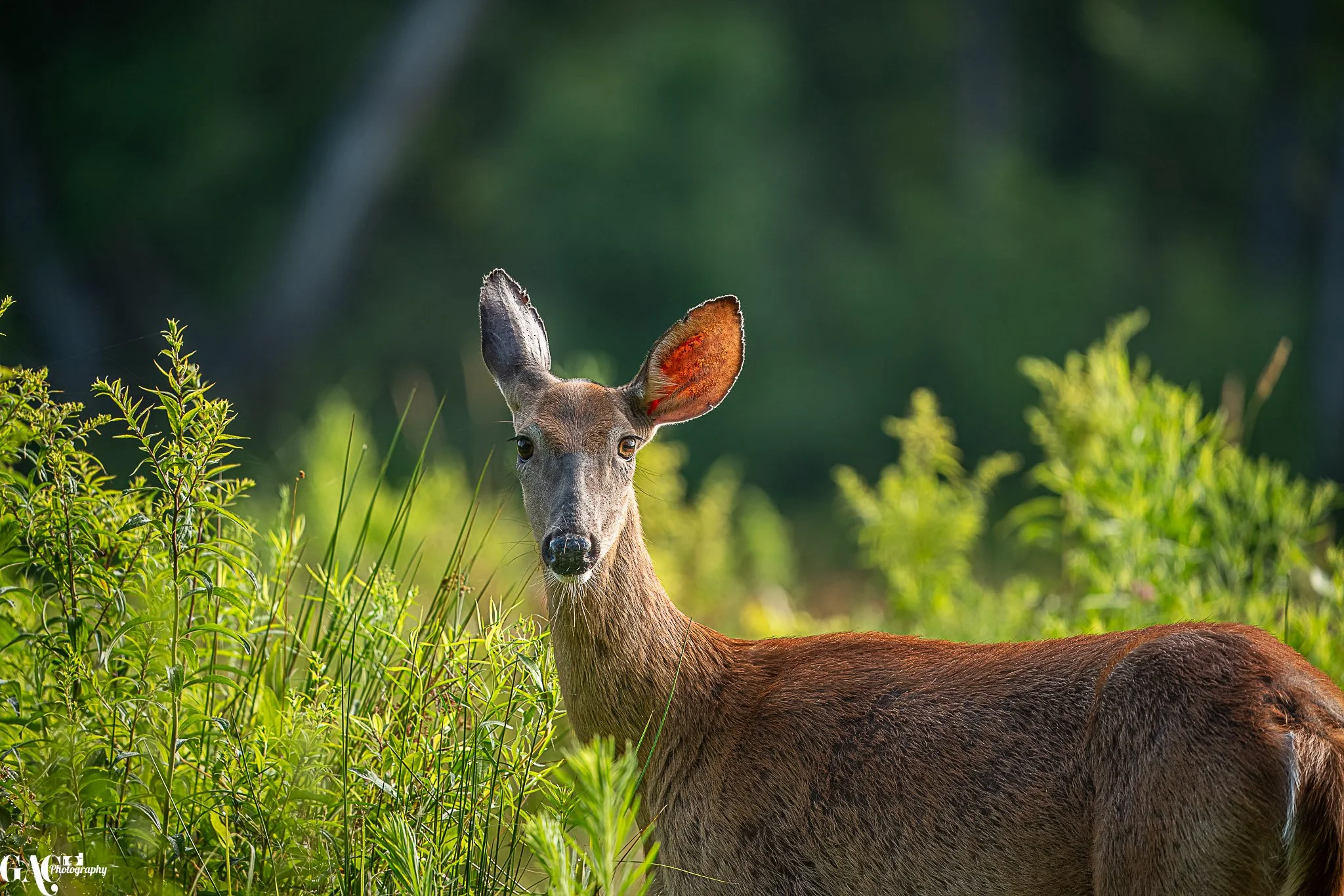 A deer in a grassy, green outdoor setting, with large ears and dark eyes, looking towards the camera.