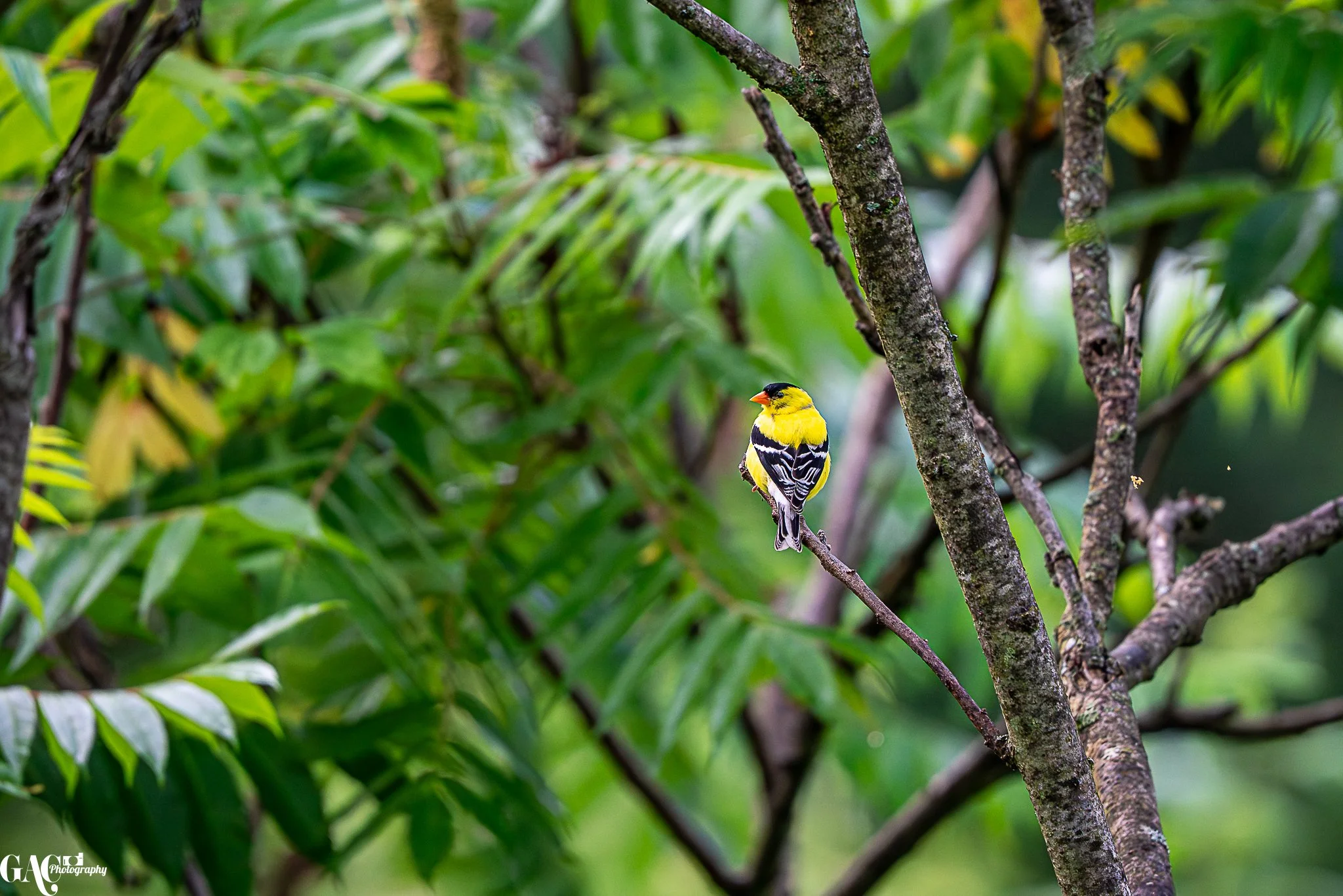 A yellow and black bird perched on a branch amid green leaves and tree branches.