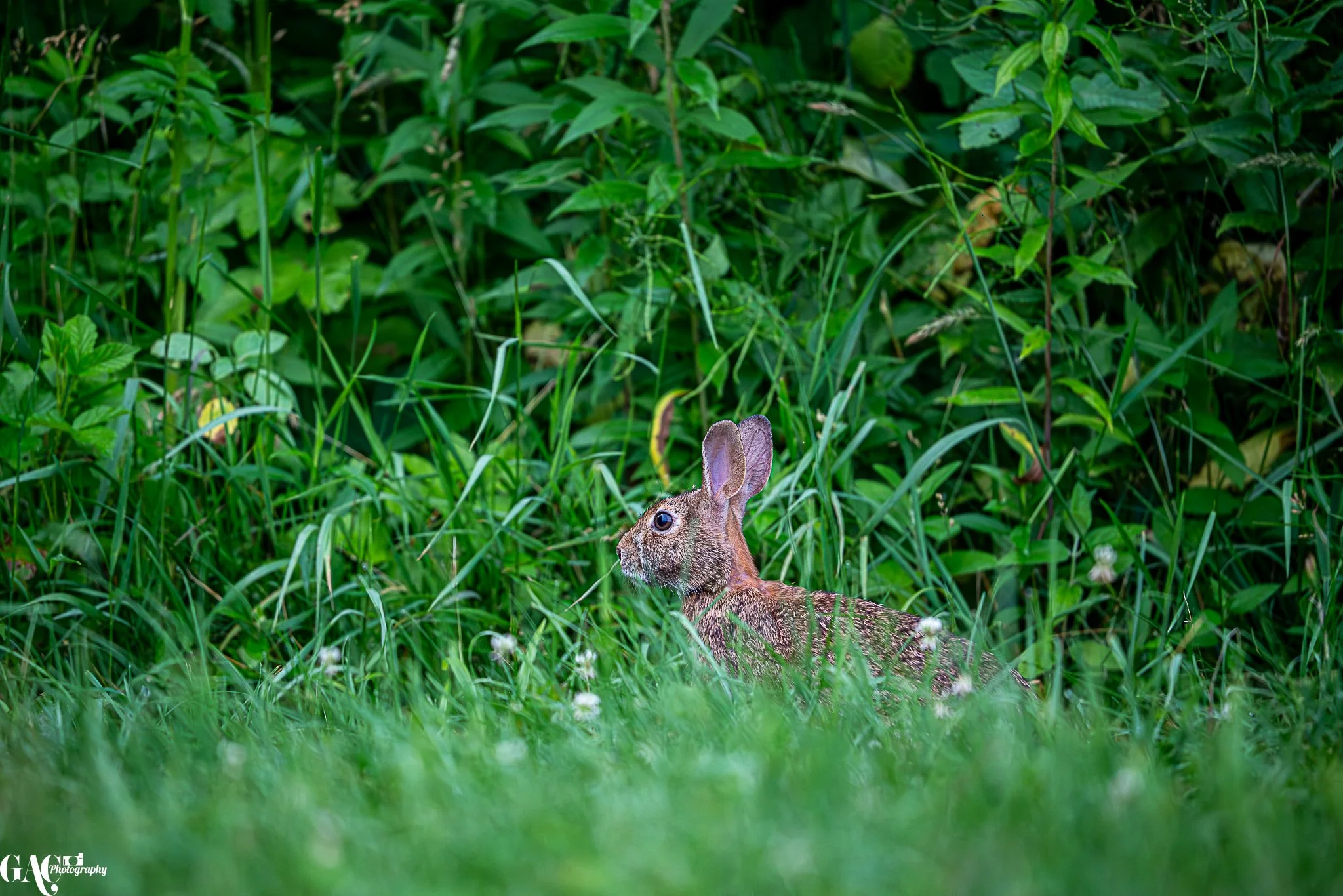 A wild rabbit with brown fur and large ears sitting among tall green grass and leaves in a natural outdoor setting.