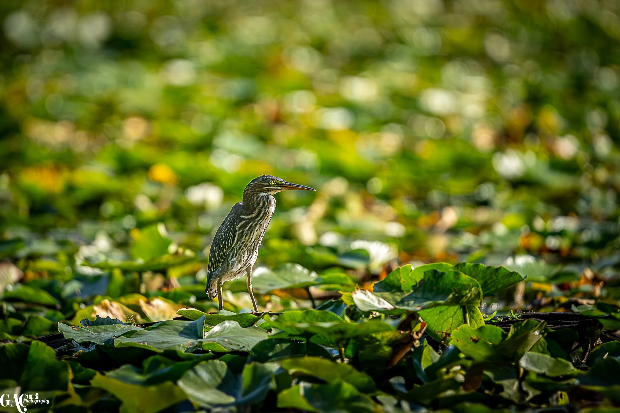 A heron standing on leafy water plants in a lush, green wetland
