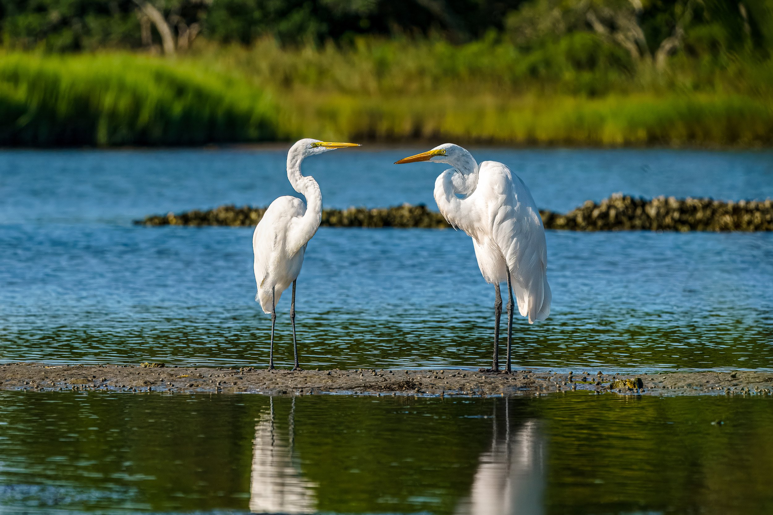 Two white Egrets standing in shallow water near the shoreline, with green grass and trees in the background.