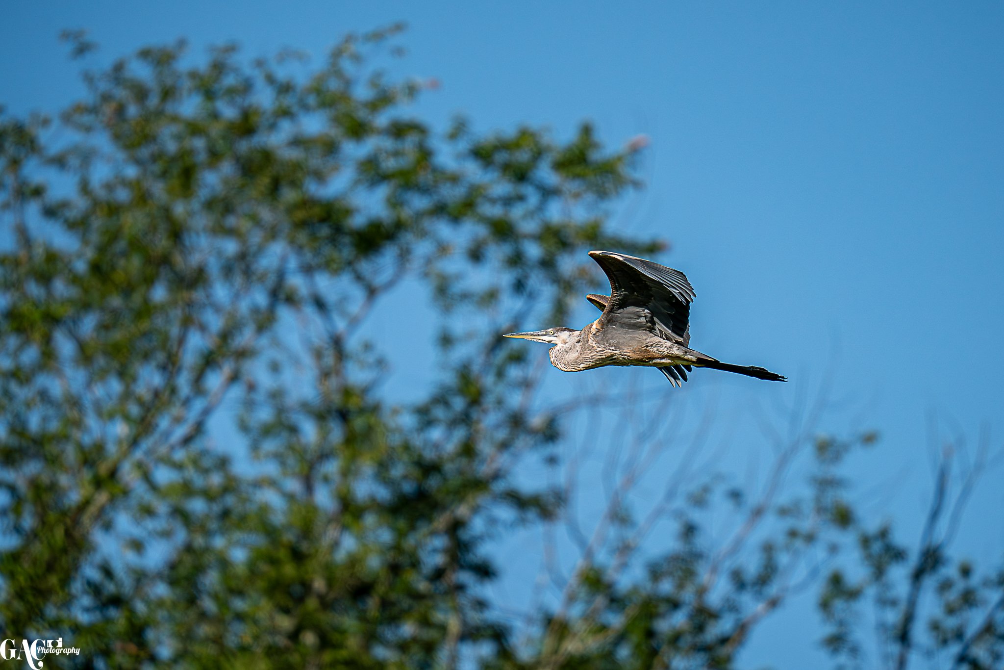 A heron flying in the sky with trees in the background.