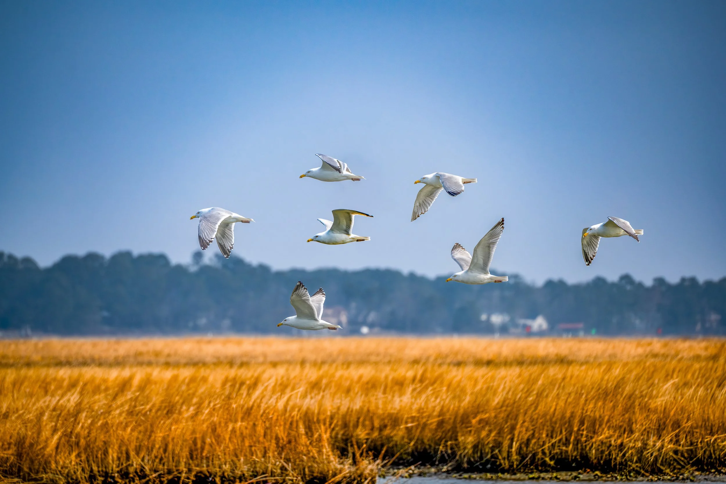 Seagulls flying over a golden field with distant trees in the background under a cloudy sky.