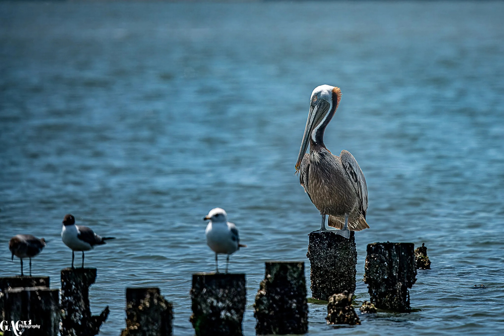 A pelican perched on a wooden pier in a body of water, with three smaller birds standing on piers nearby.