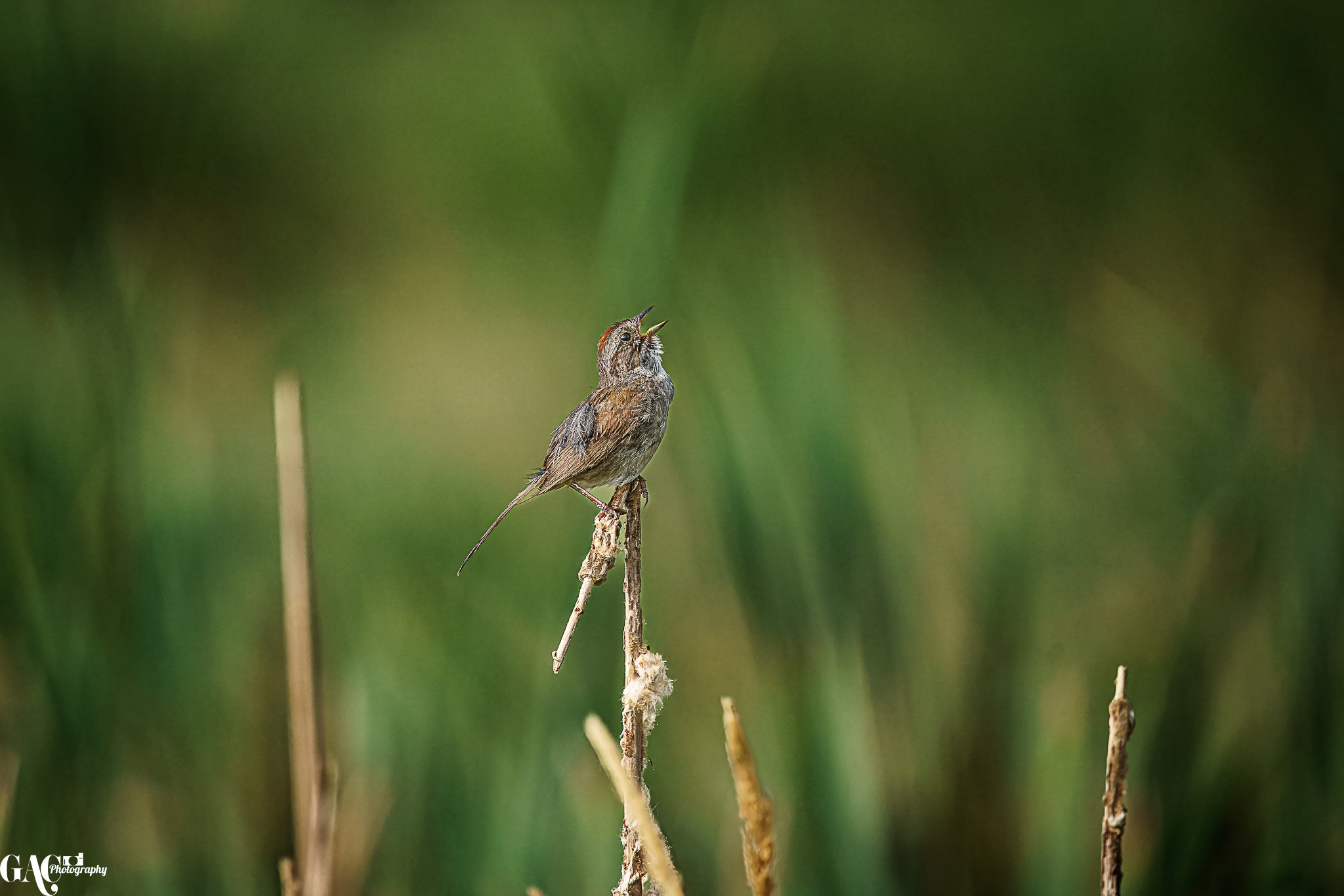 Small brown bird singing on a thin reed in a green natural setting.