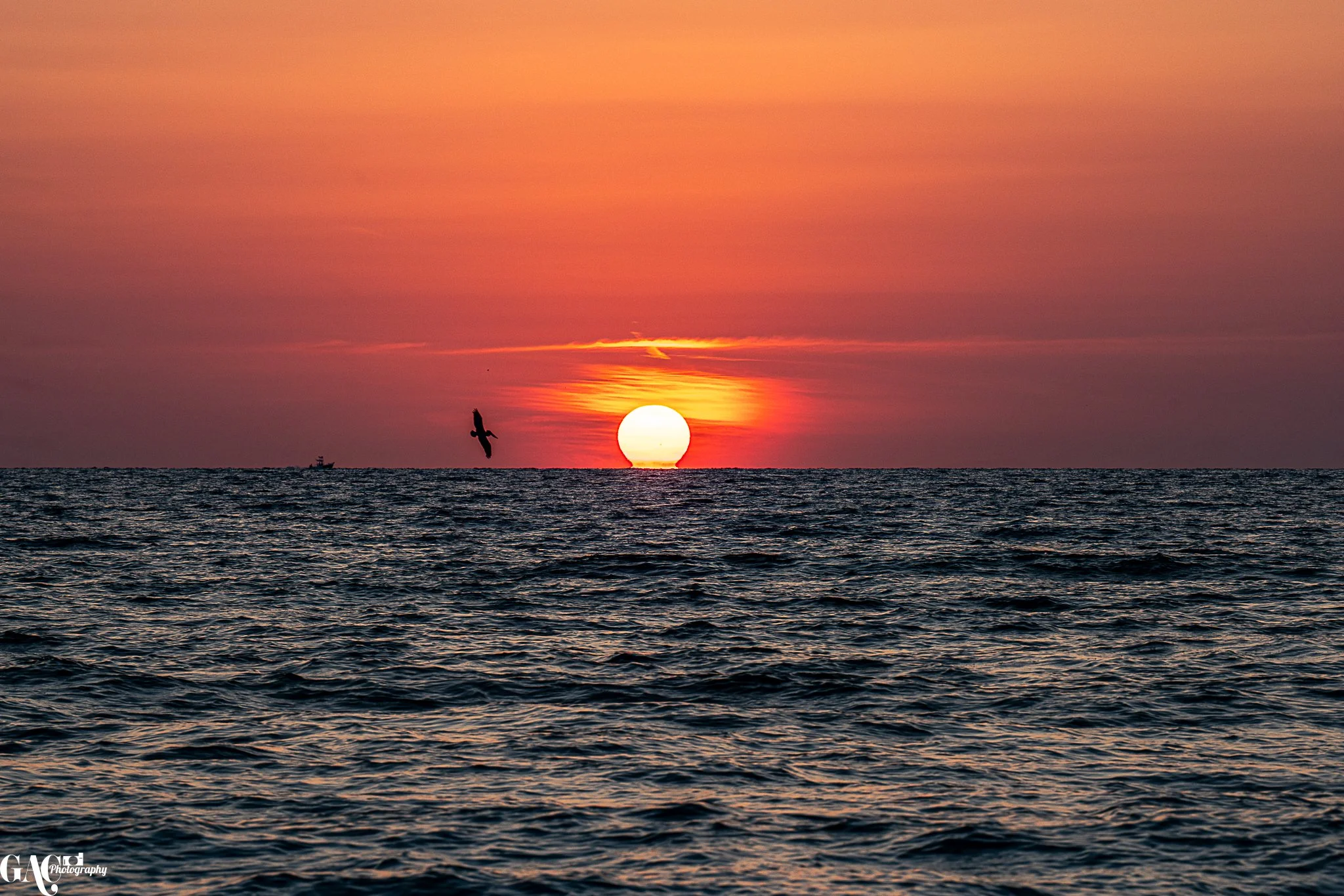 Sunset over the ocean with a bird flying near the horizon.