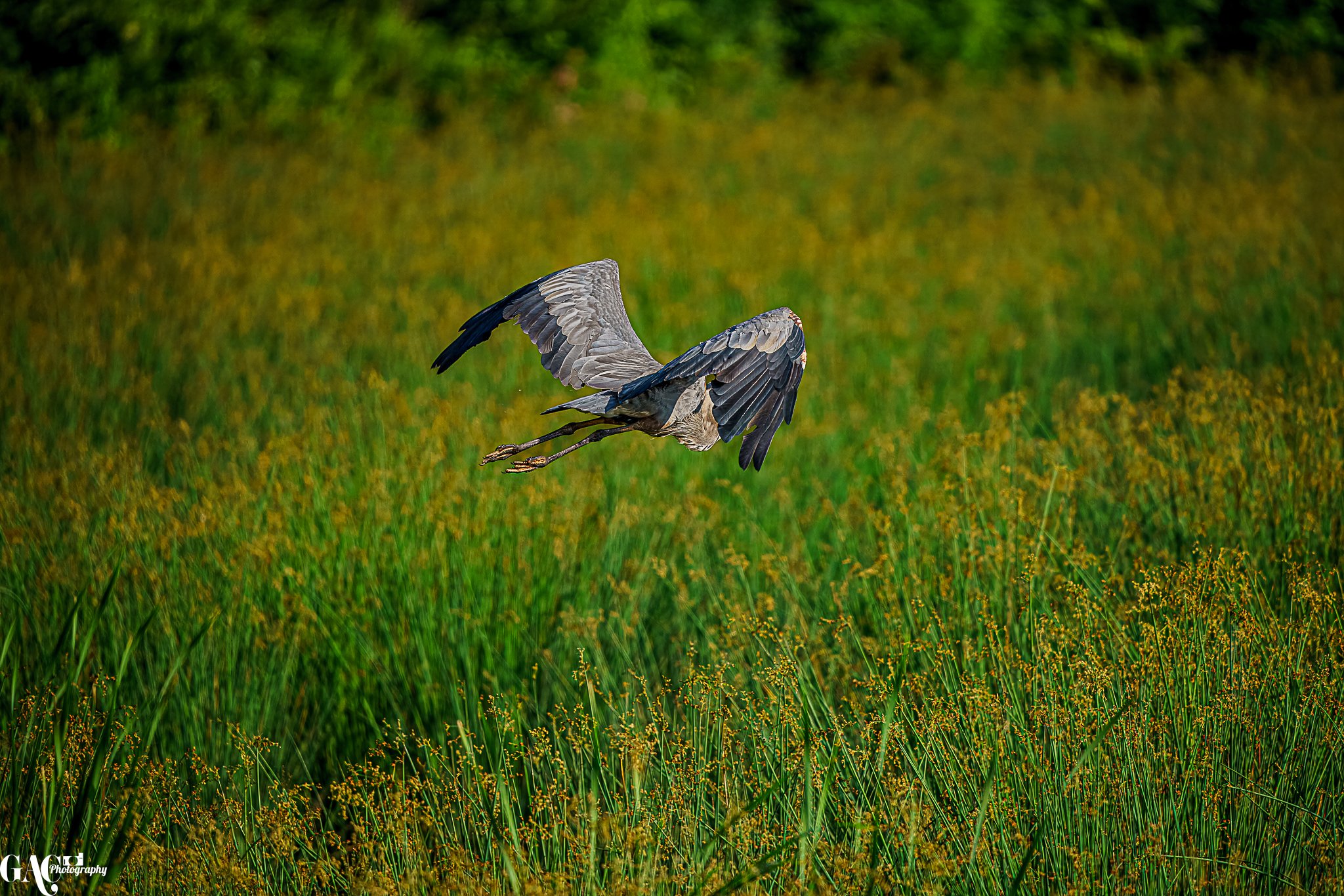 A grey heron flying low over a grassy field with yellow wildflowers.
