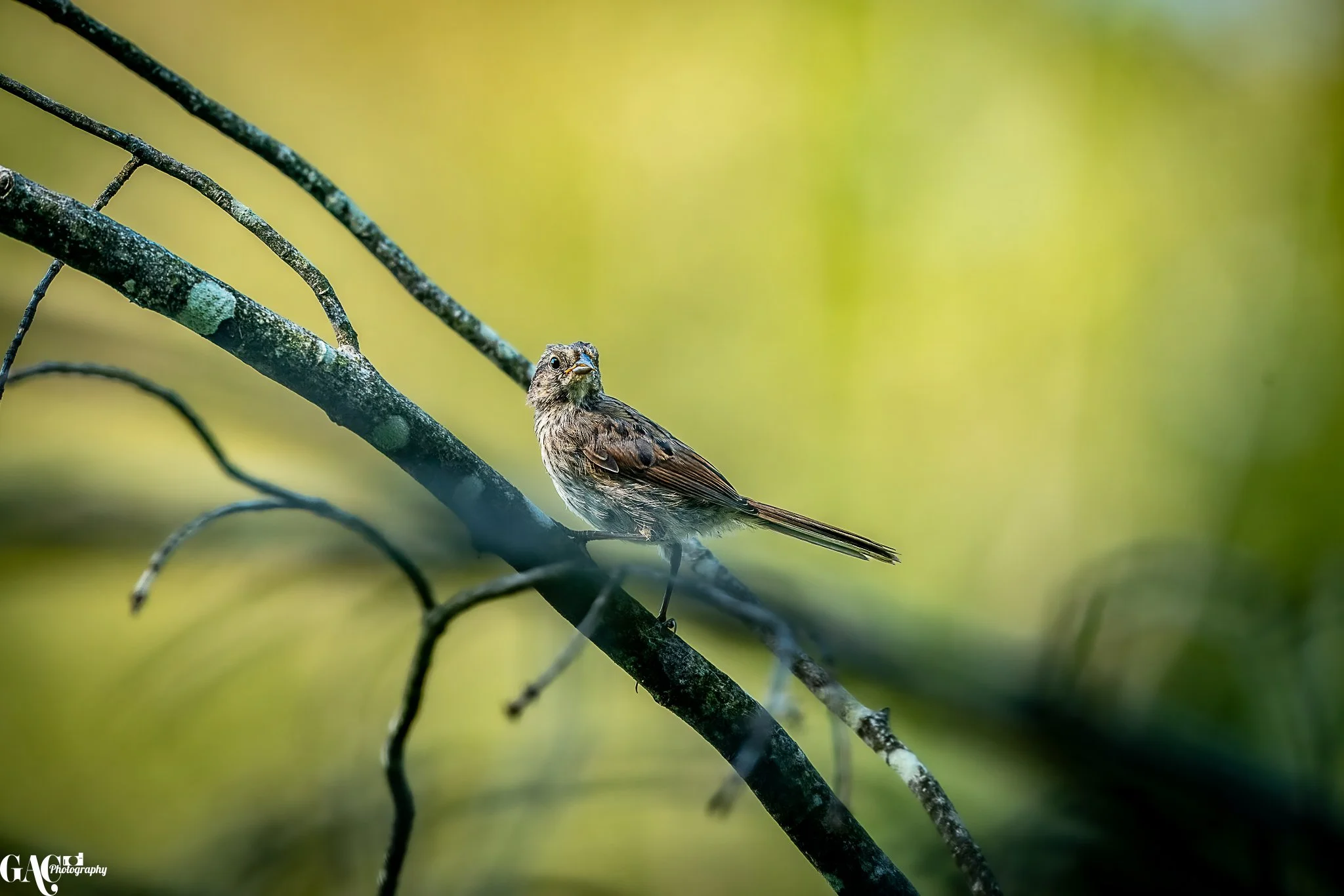 A small brown bird perched on a moss-covered branch in a lush green forest.